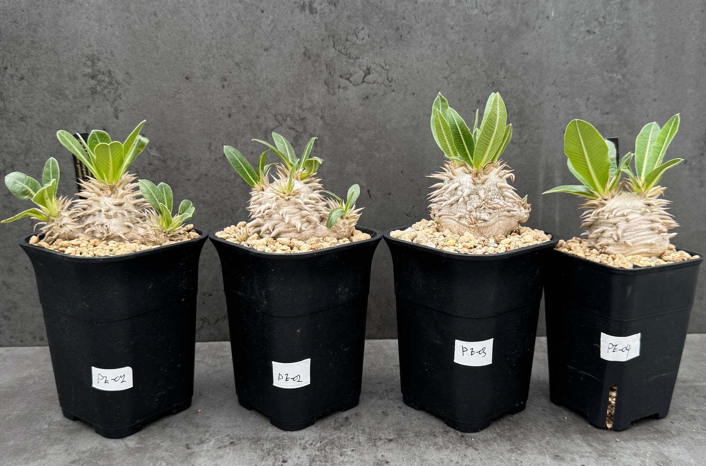 Pachypodium eburneum
