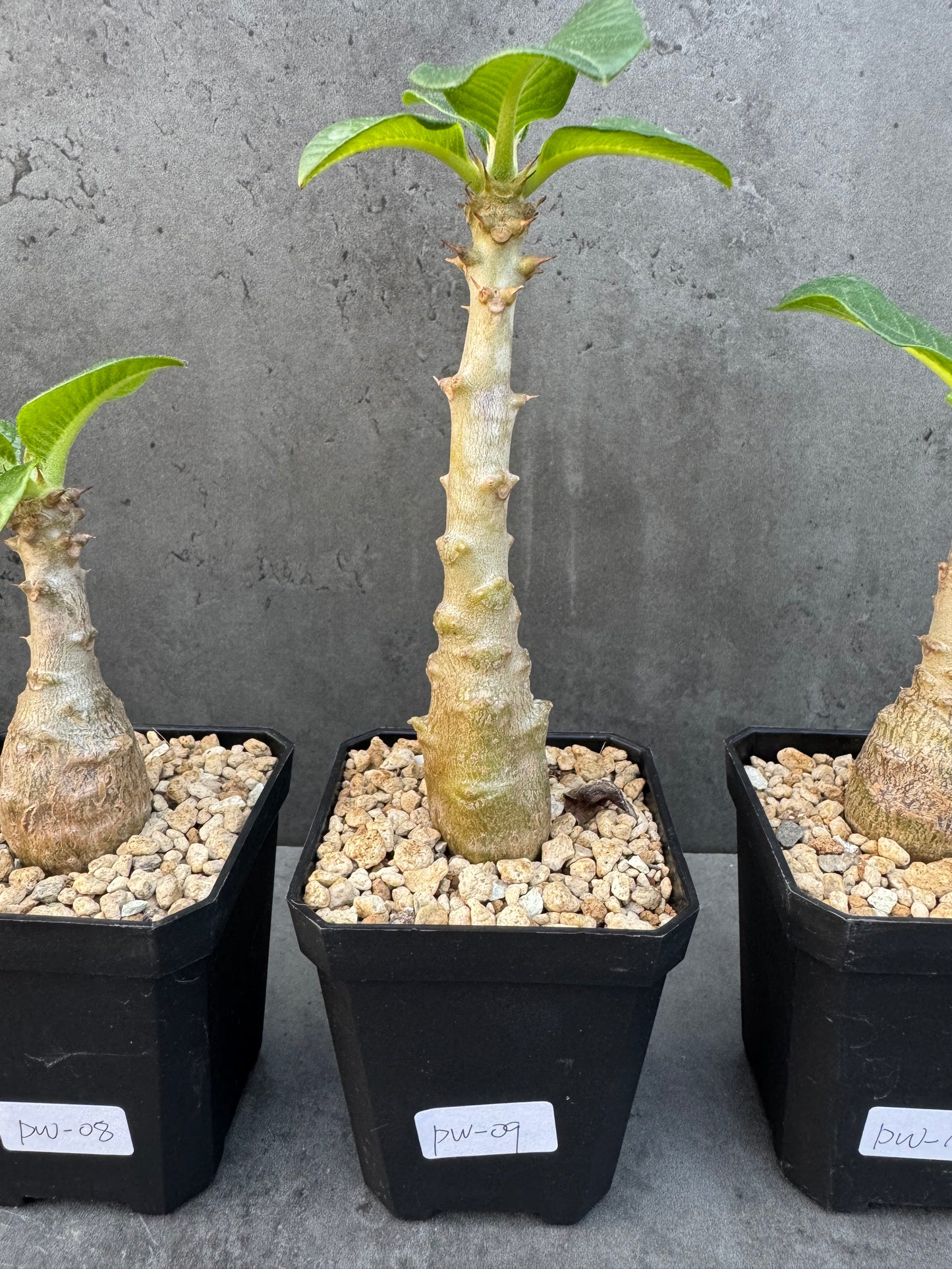 Pachypodium windsorii
