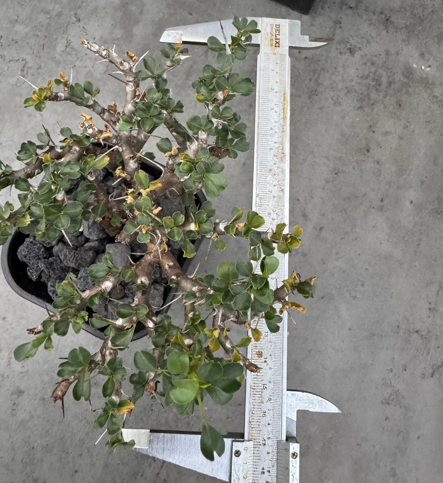 Sarcocaulon vanderietiae