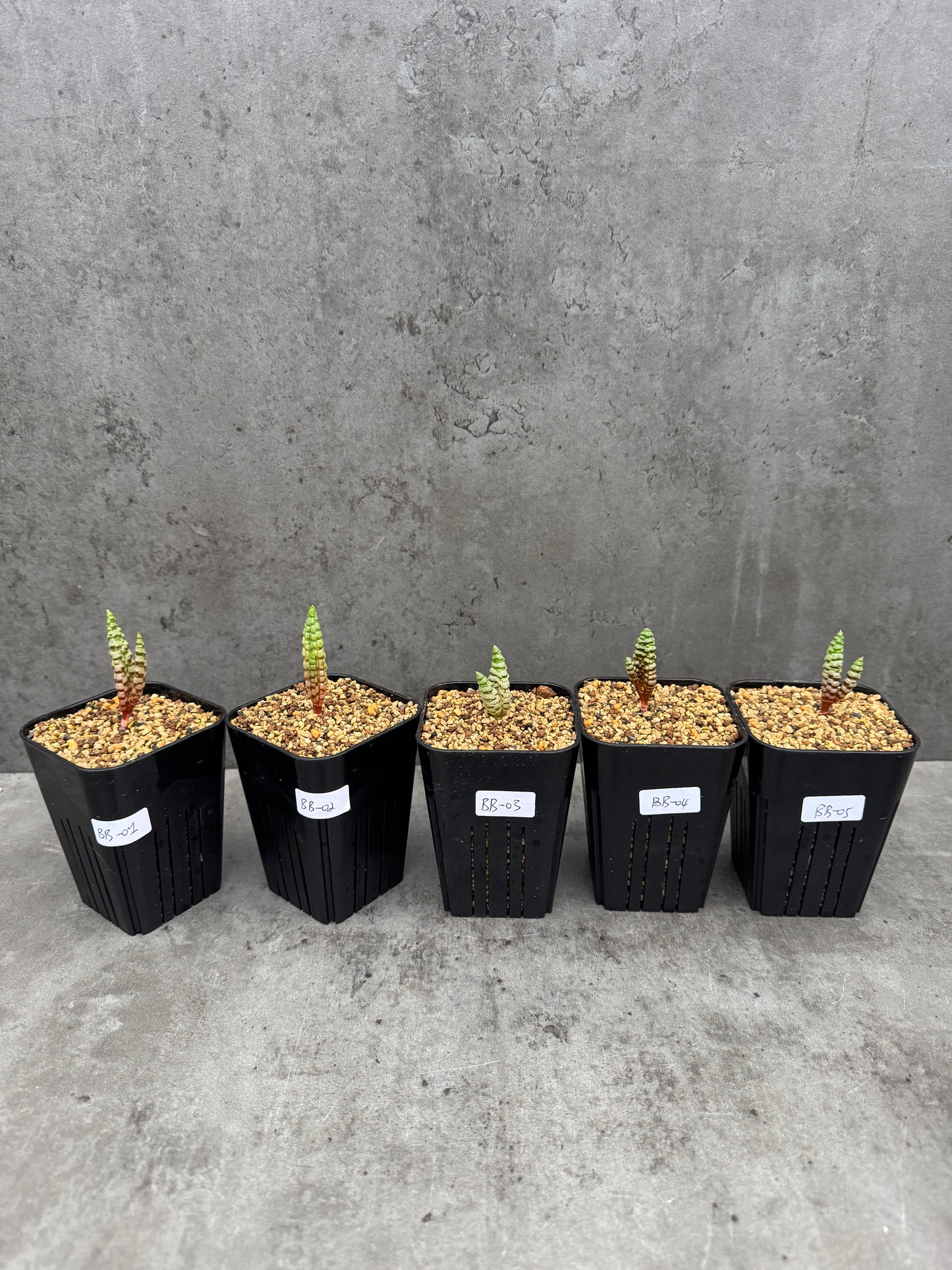 Bubine bruynsii - Rarität aus Namaqualand