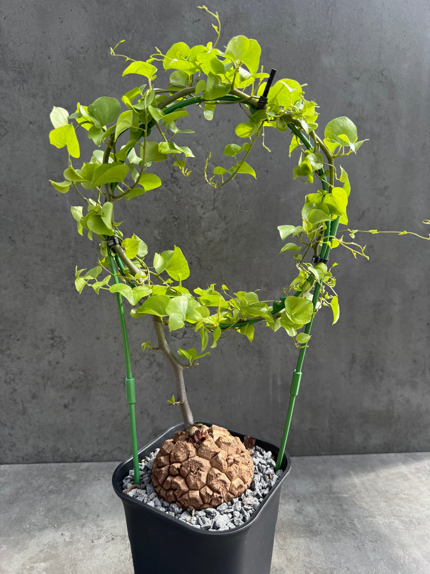 Dioscorea elephantipes – vollständig bewurzeltes Exemplar – Dioe-05