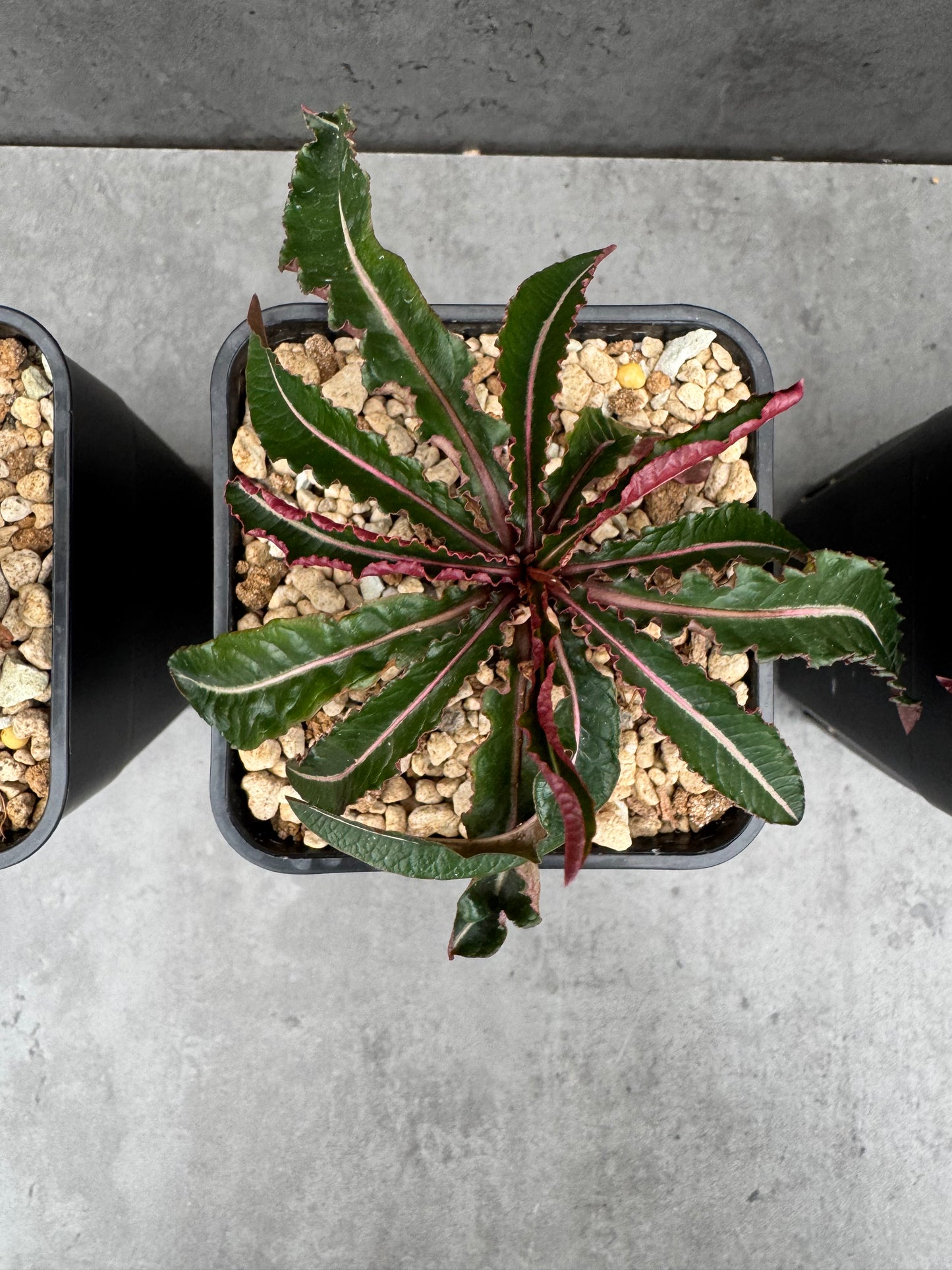 Euphorbia labatii