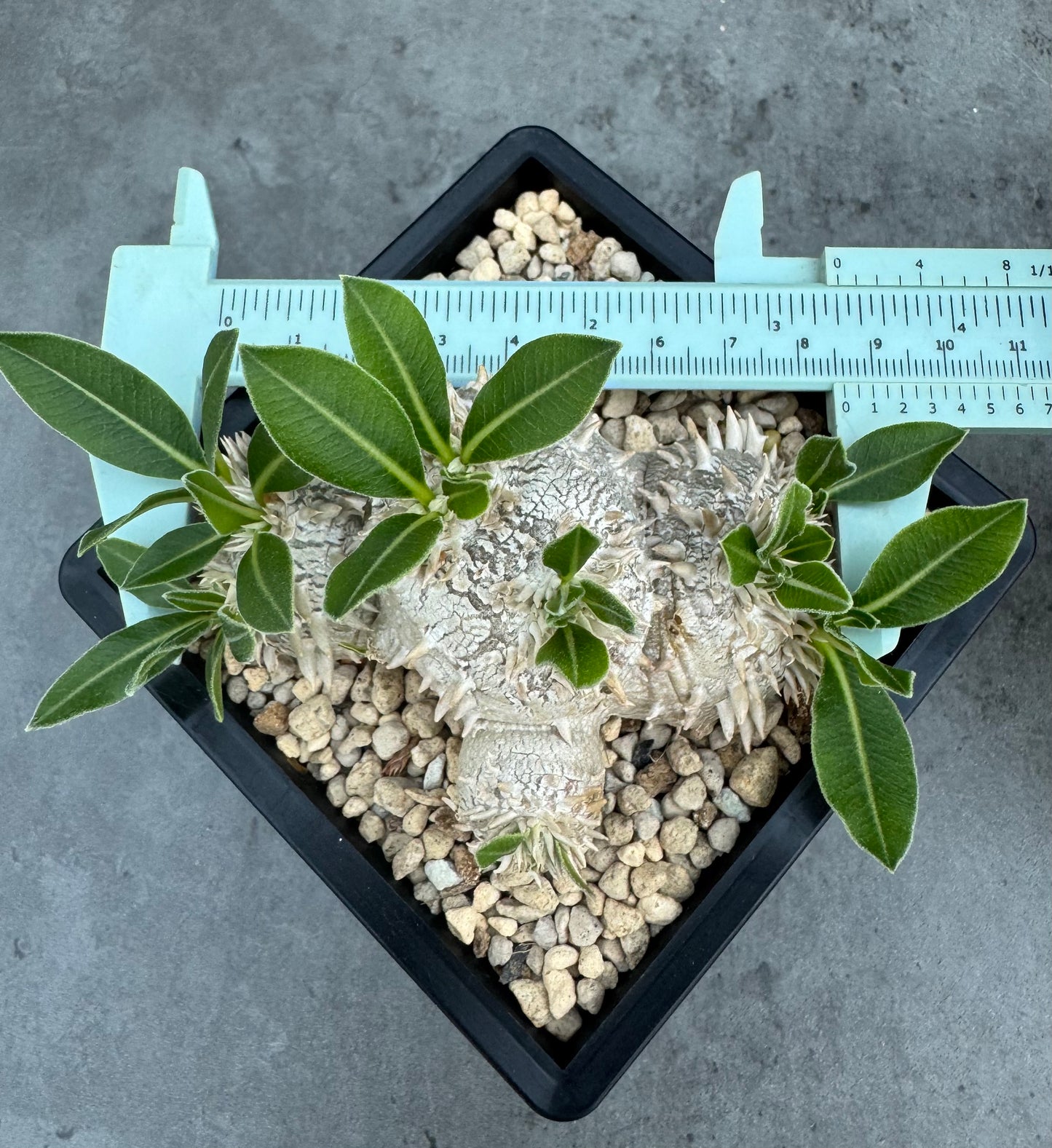 Pachypodium brevicaule – Kulturpflanzen aus deutscher Nachzucht - wurzelecht 8,5cm