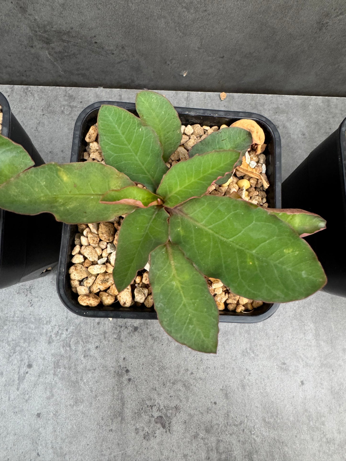 Euphorbia moratii - Rarität aus Madagaskar