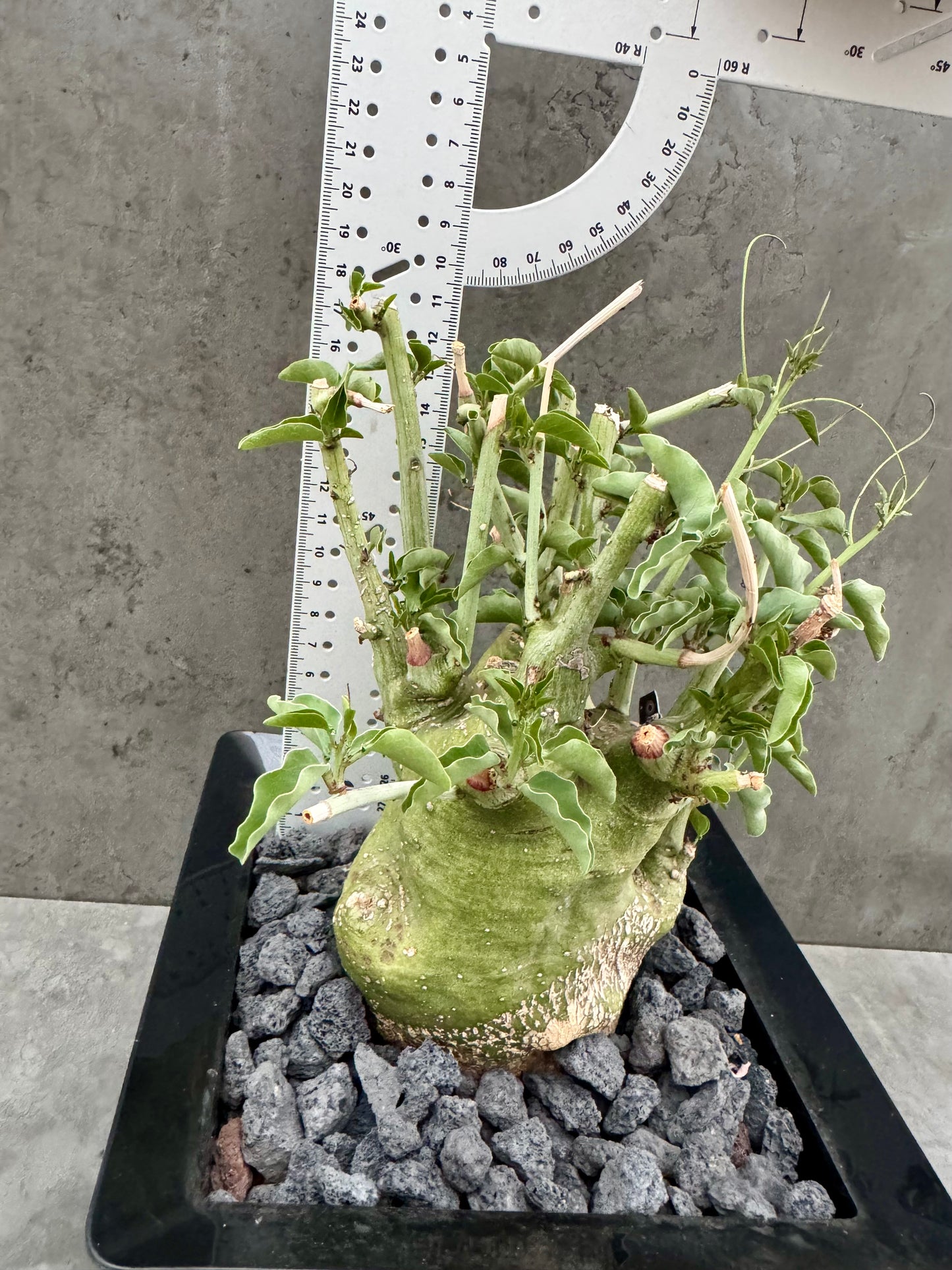 Adenia spinosa – Seltene Caudexpflanze aus Namibia mit dornigen Ranken