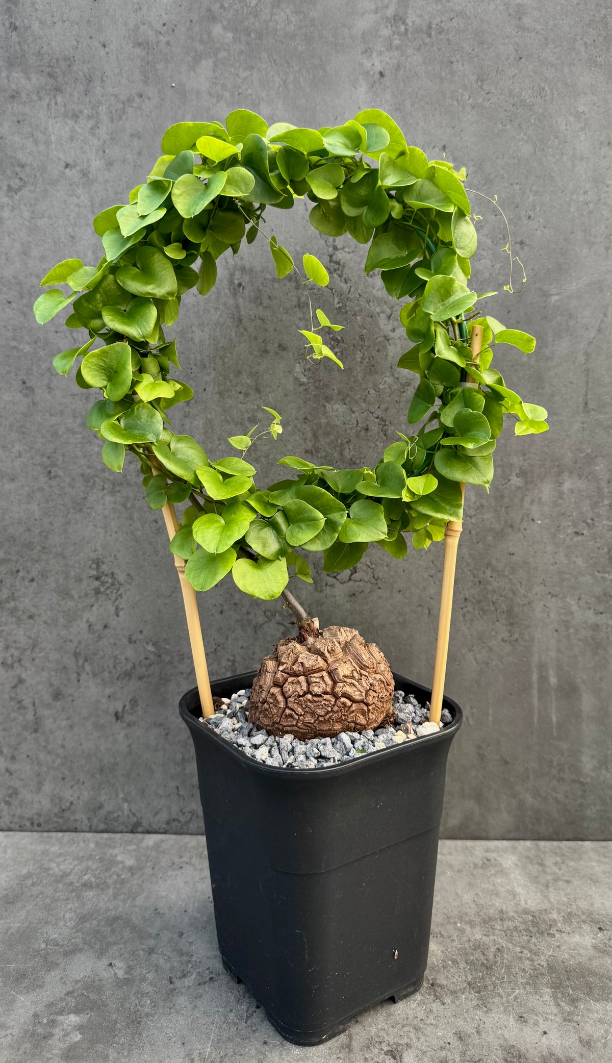 Dioscorea elephantipes – vollständig bewurzeltes Exemplar – Dio-09