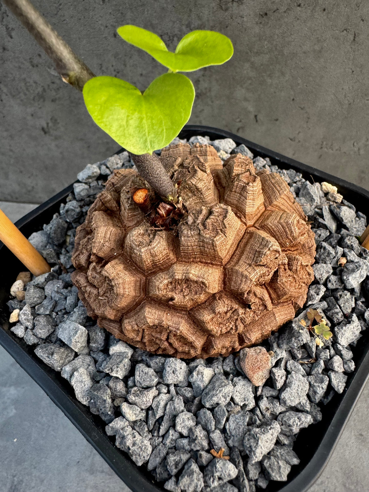 Dioscorea elephantipes – vollständig bewurzeltes Exemplar – Dio-07