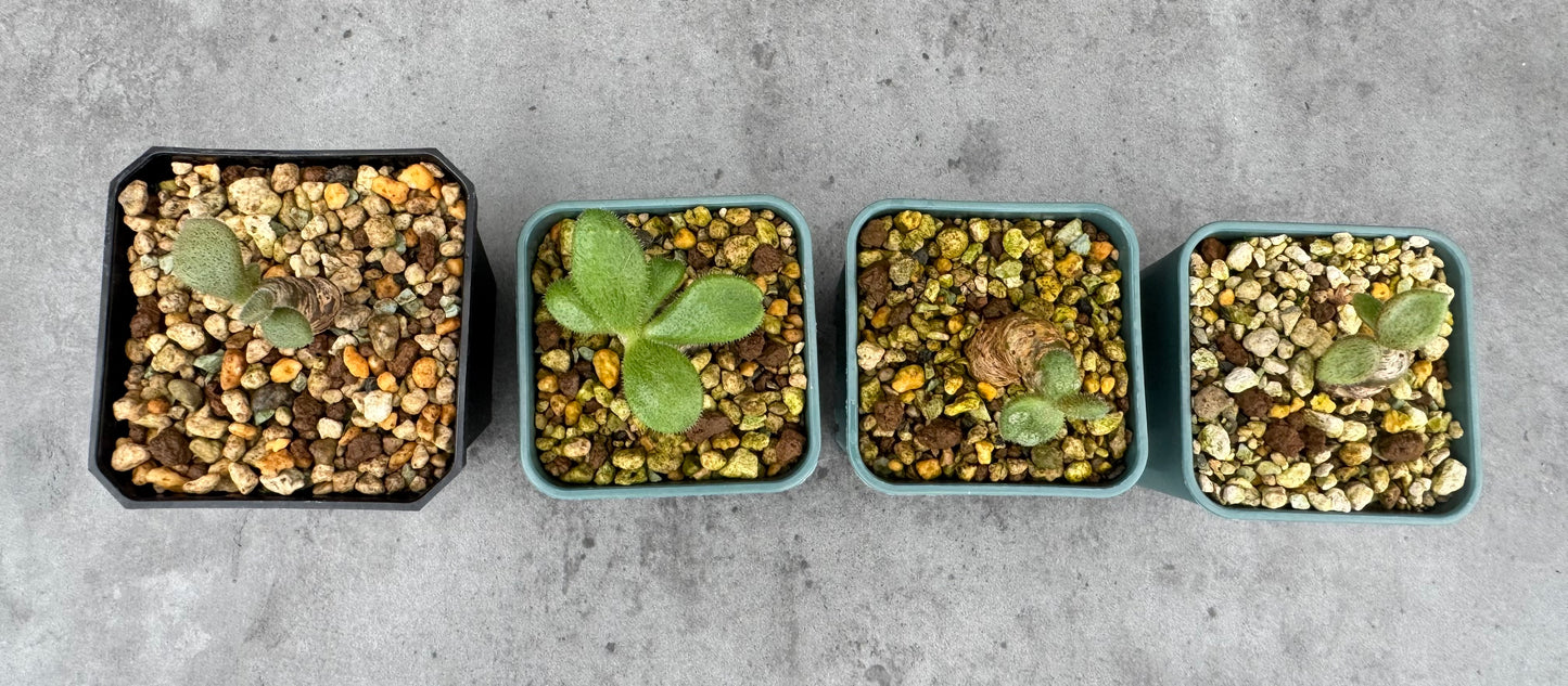 Tylecodon nolteei – Seltene Caudexpflanze mit skulpturalem Charakter