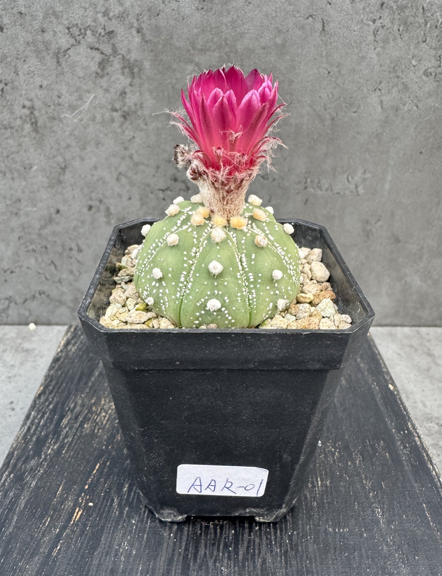 Astrophytum asterias - Dunkelrote Blüte