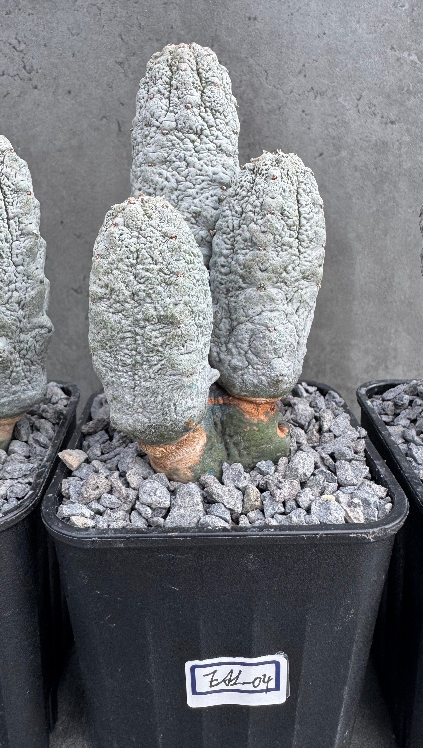 Euphorbia abdelkuri – Wurzelecht