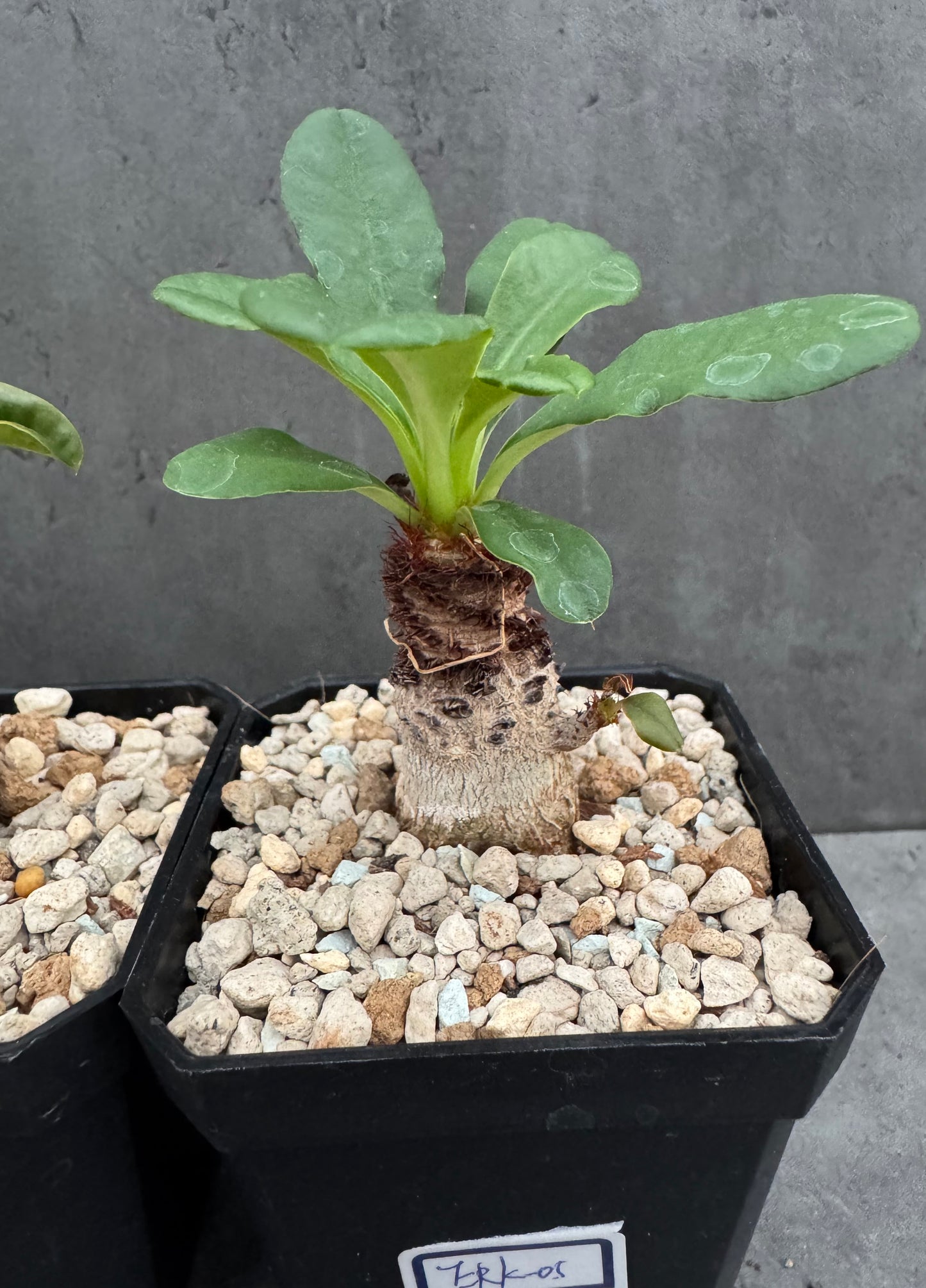 Euphorbia ramena