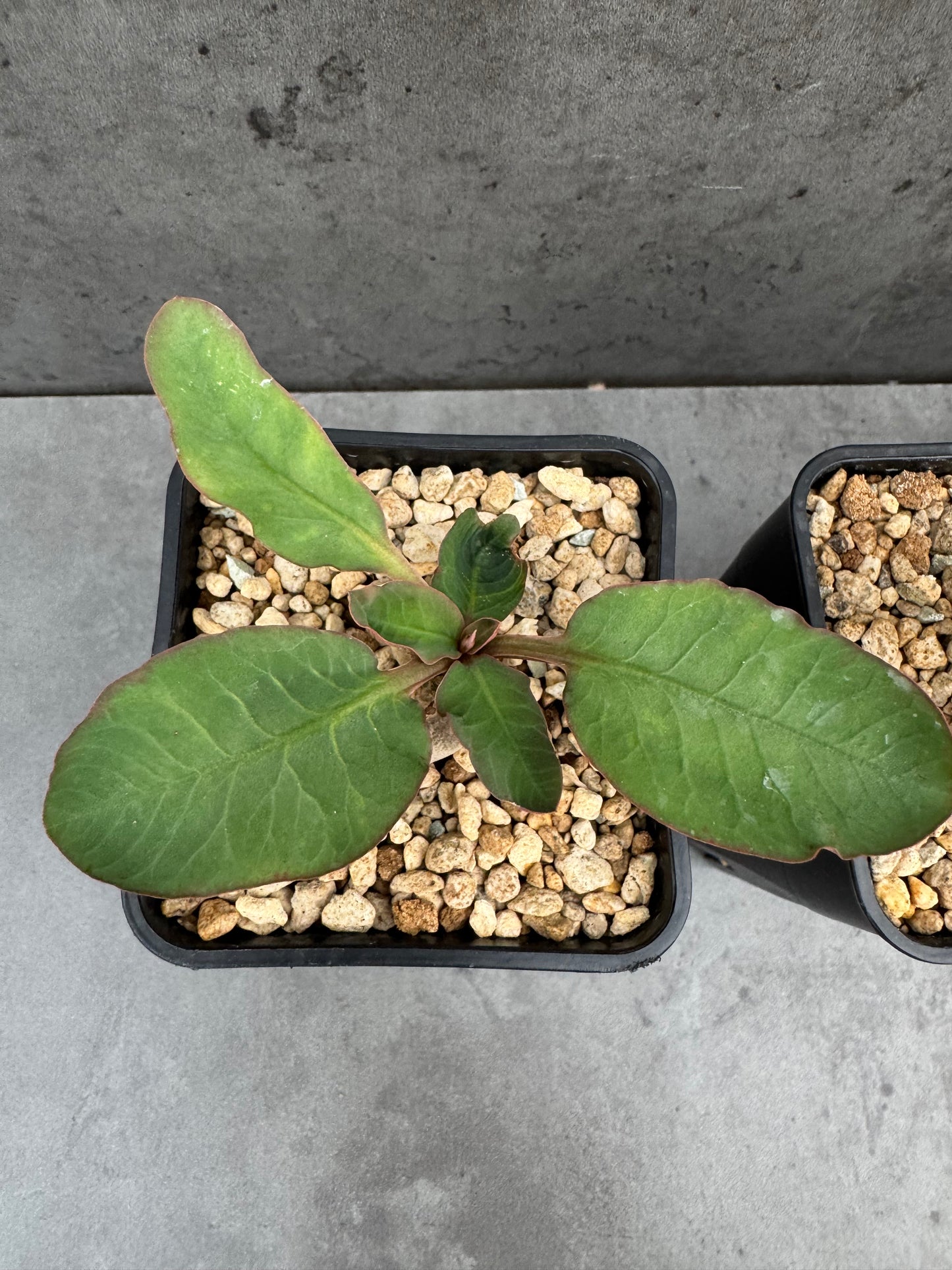 Euphorbia moratii - Rarität aus Madagaskar