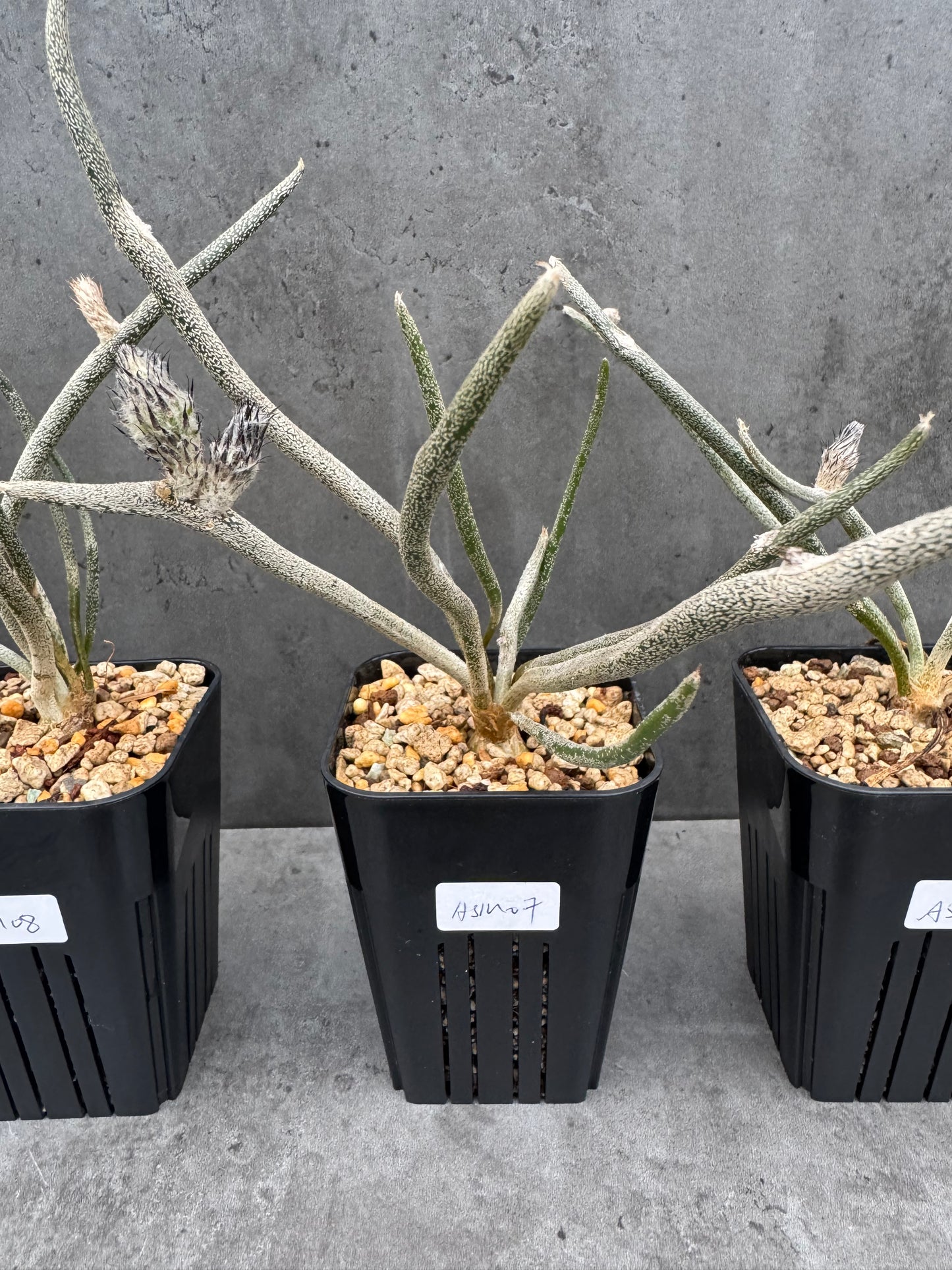 Astrophytum caput-medusae wurzelecht!