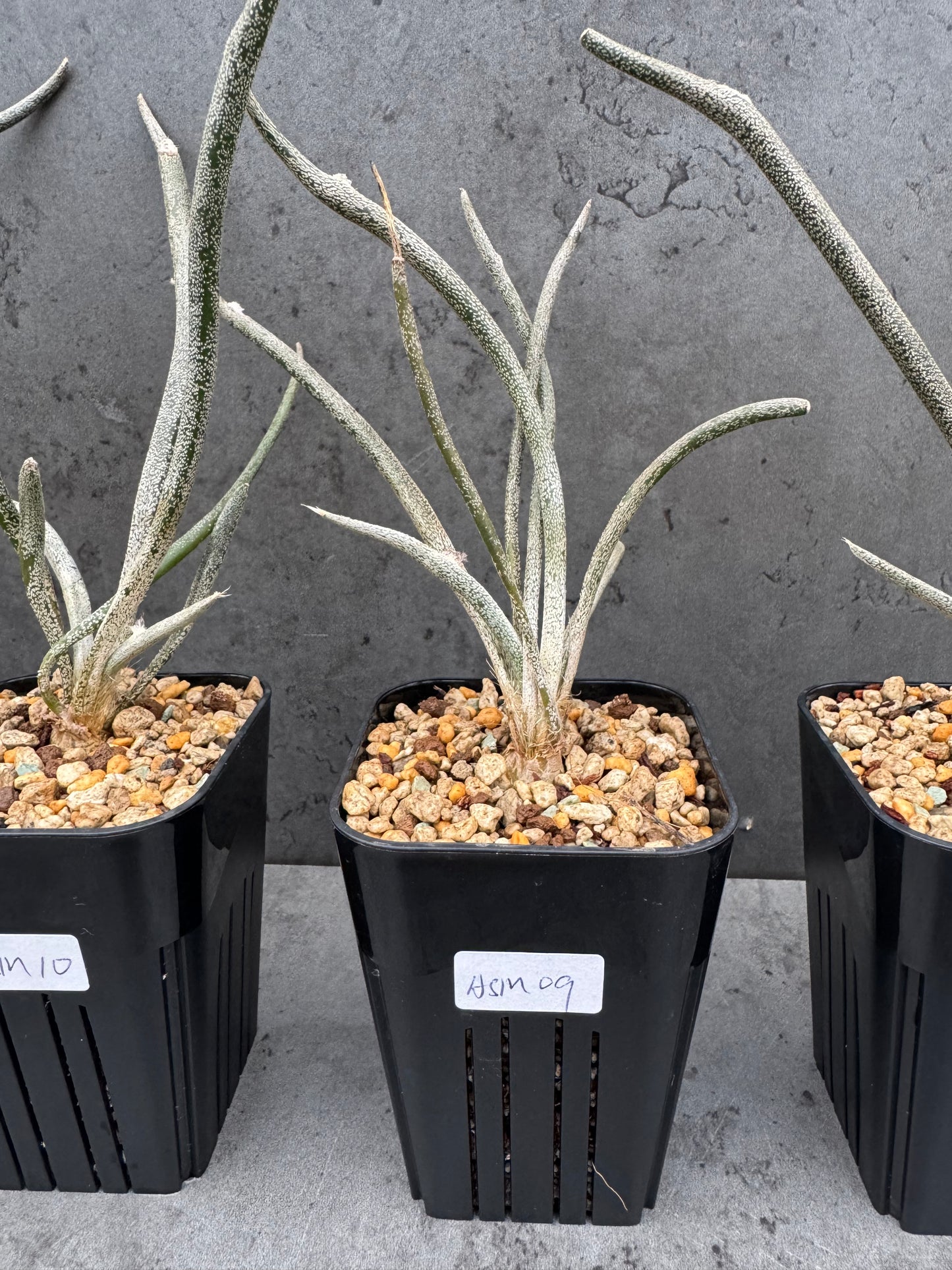 Astrophytum caput-medusae wurzelecht!