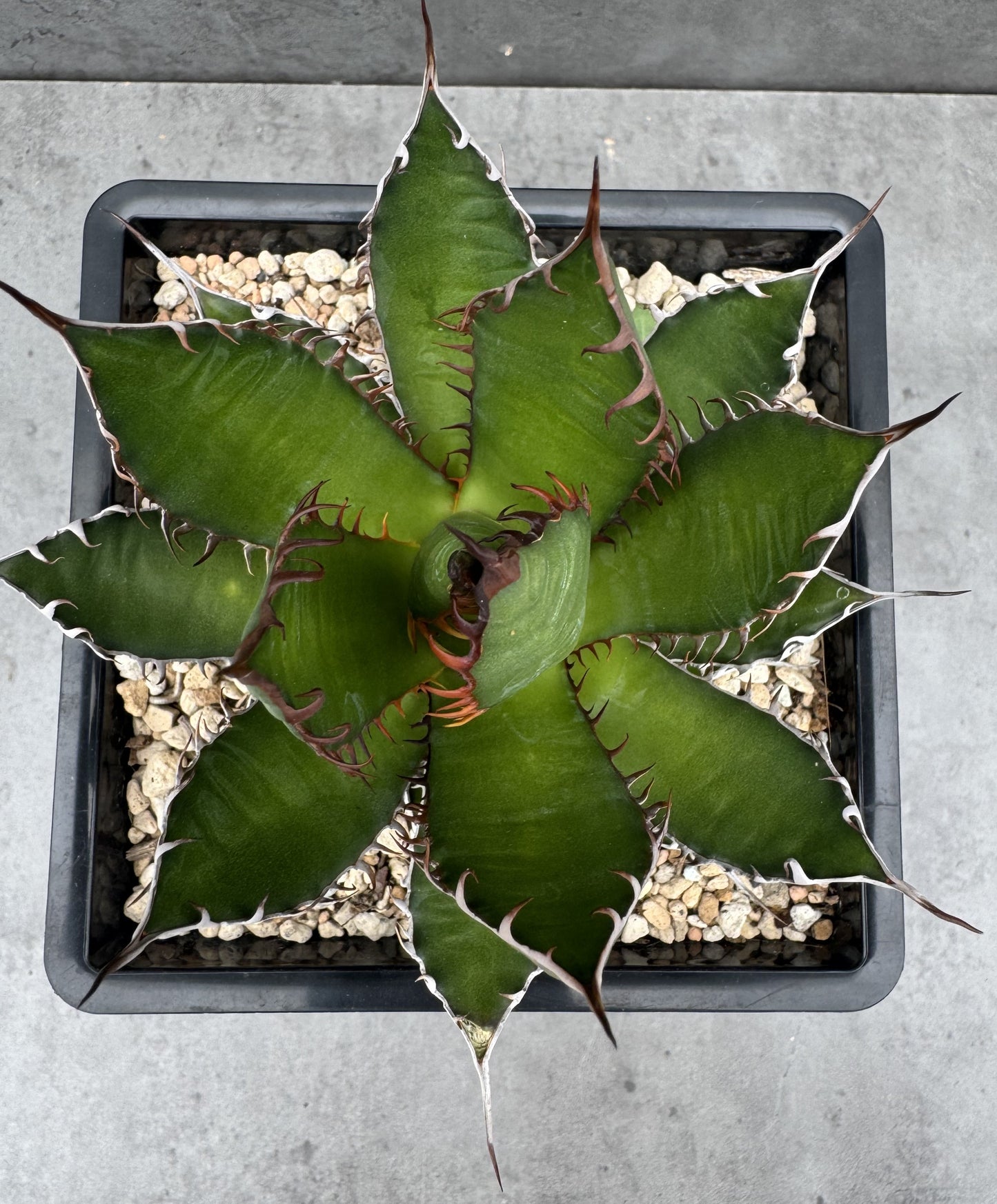 Agave horrida Dwarf
