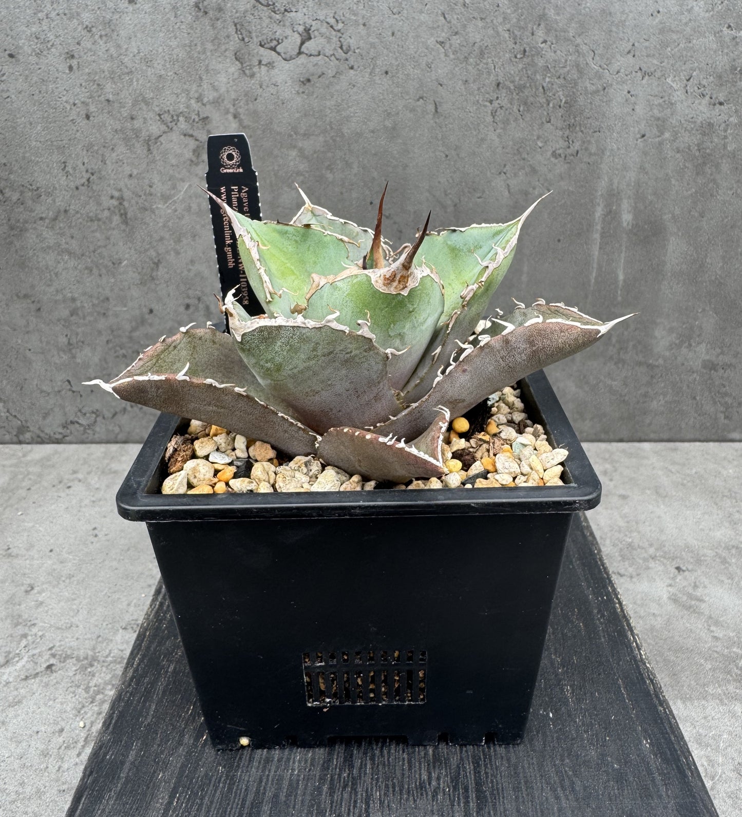 Agave titanota cv. black fire