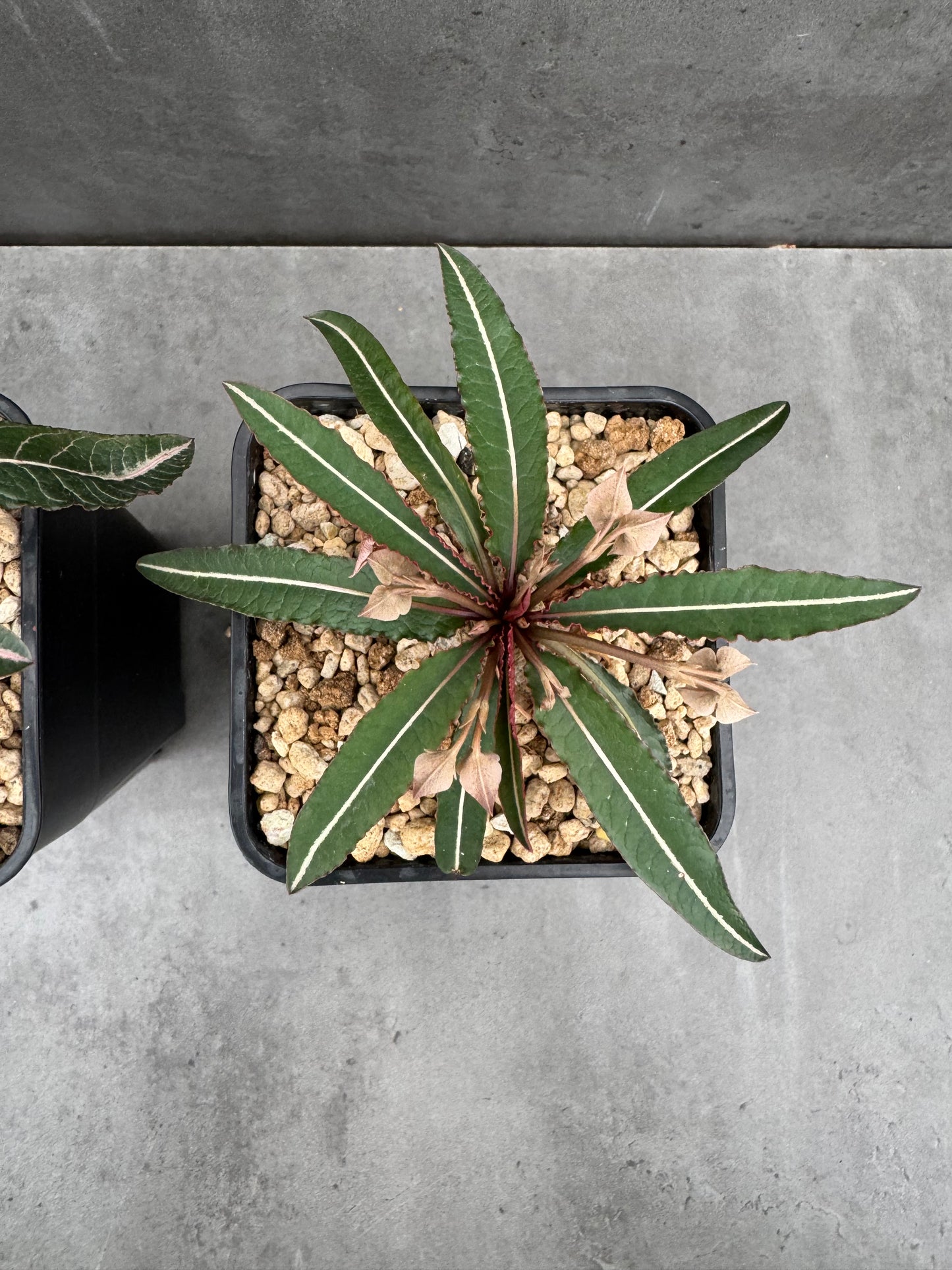 Euphorbia labatii