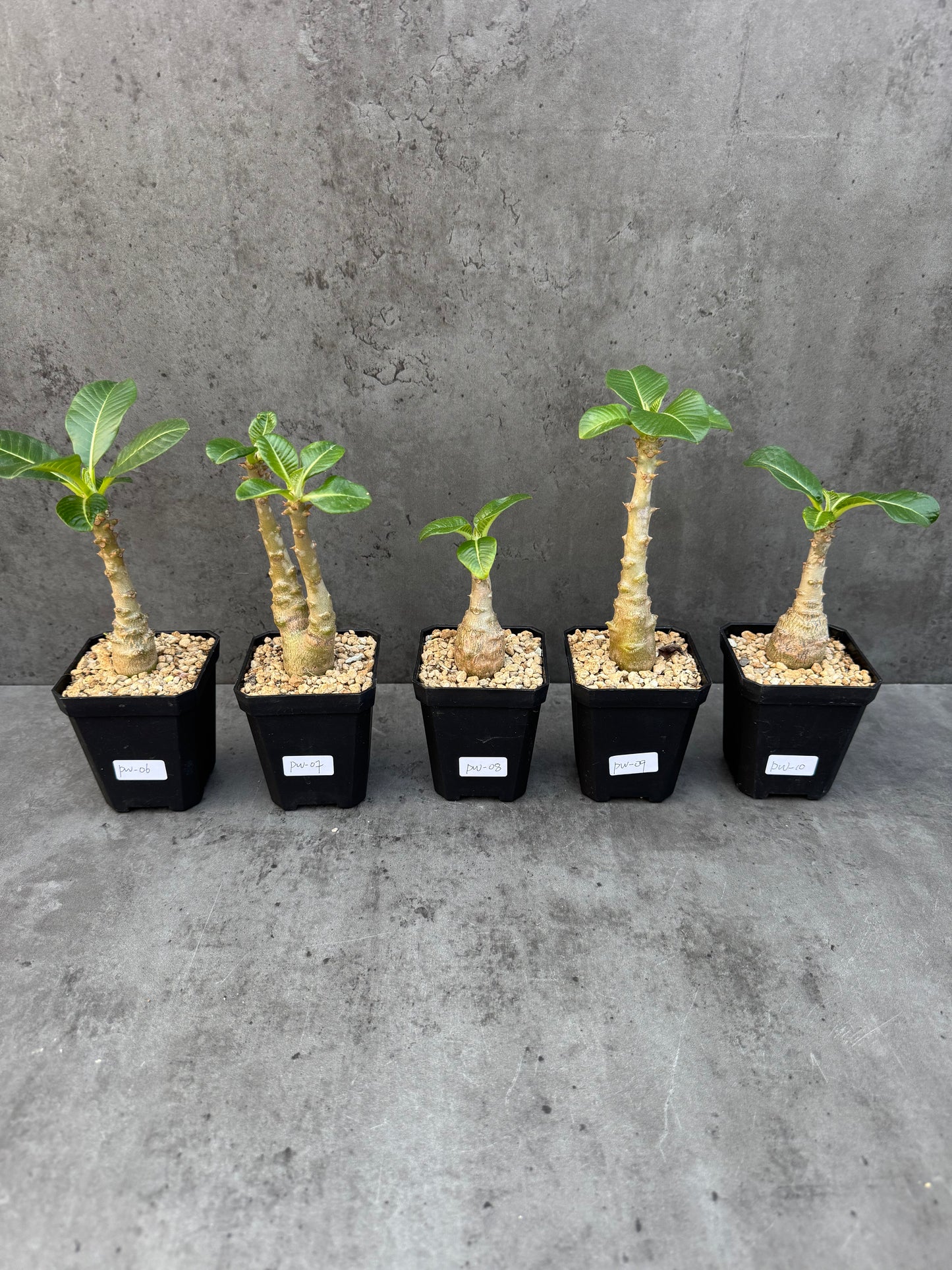 Pachypodium windsorii
