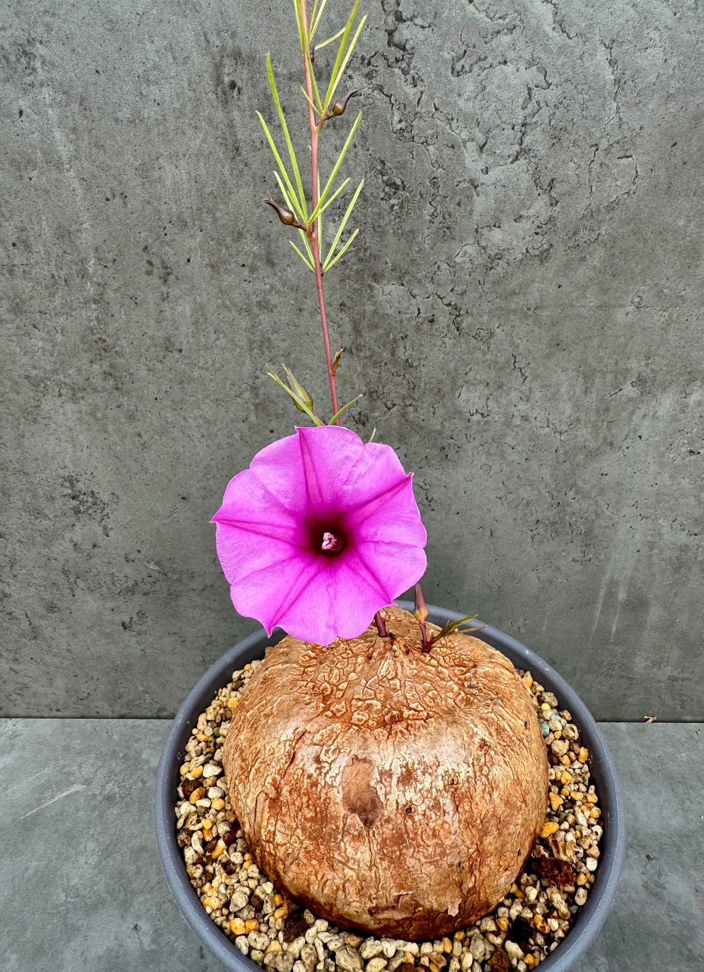 Ipomoea holubii