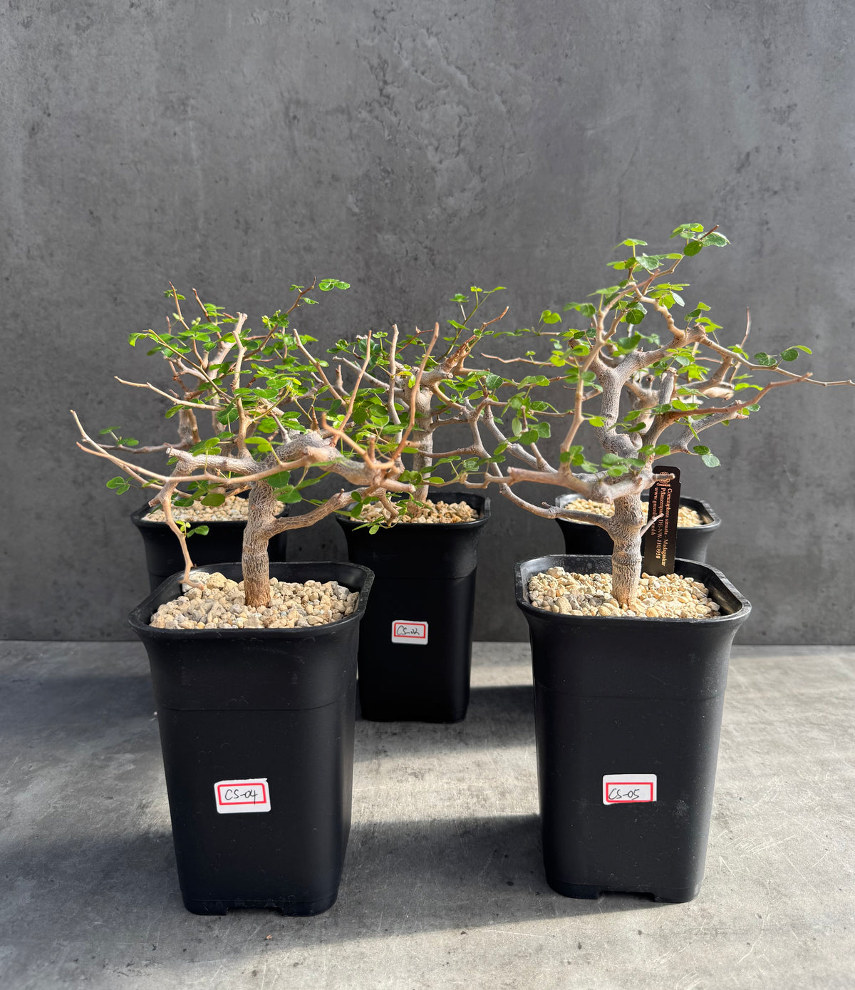 Commiphora sinuata – Seltene madagassische Commiphora