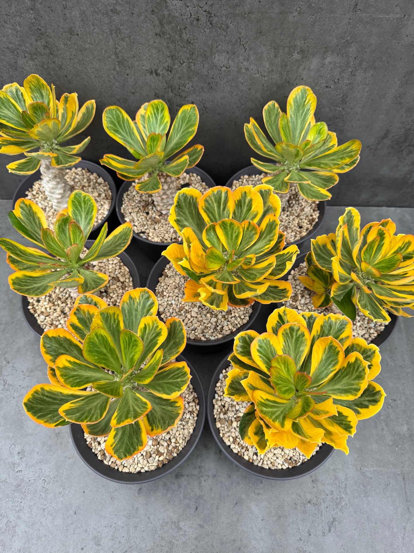 Euphorbia poissonii cv. variegata