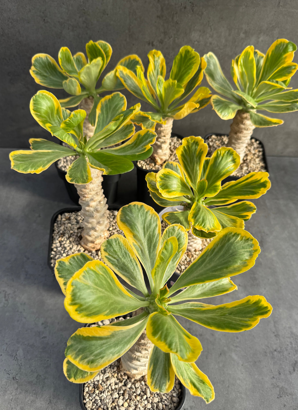 Euphorbia poissonii variegata - Wurzelechte Exemplare