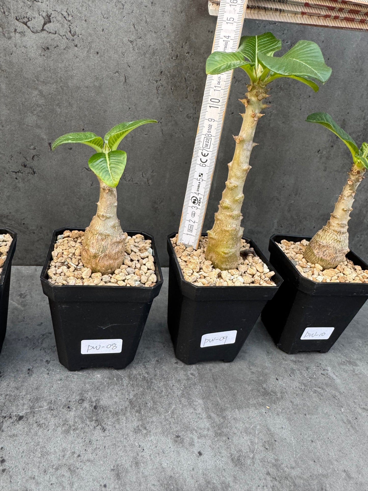 Pachypodium windsorii
