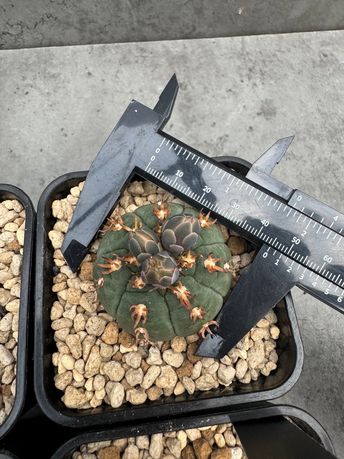 Gymnocalycium spegazzinii v. unguispinum sl 44b