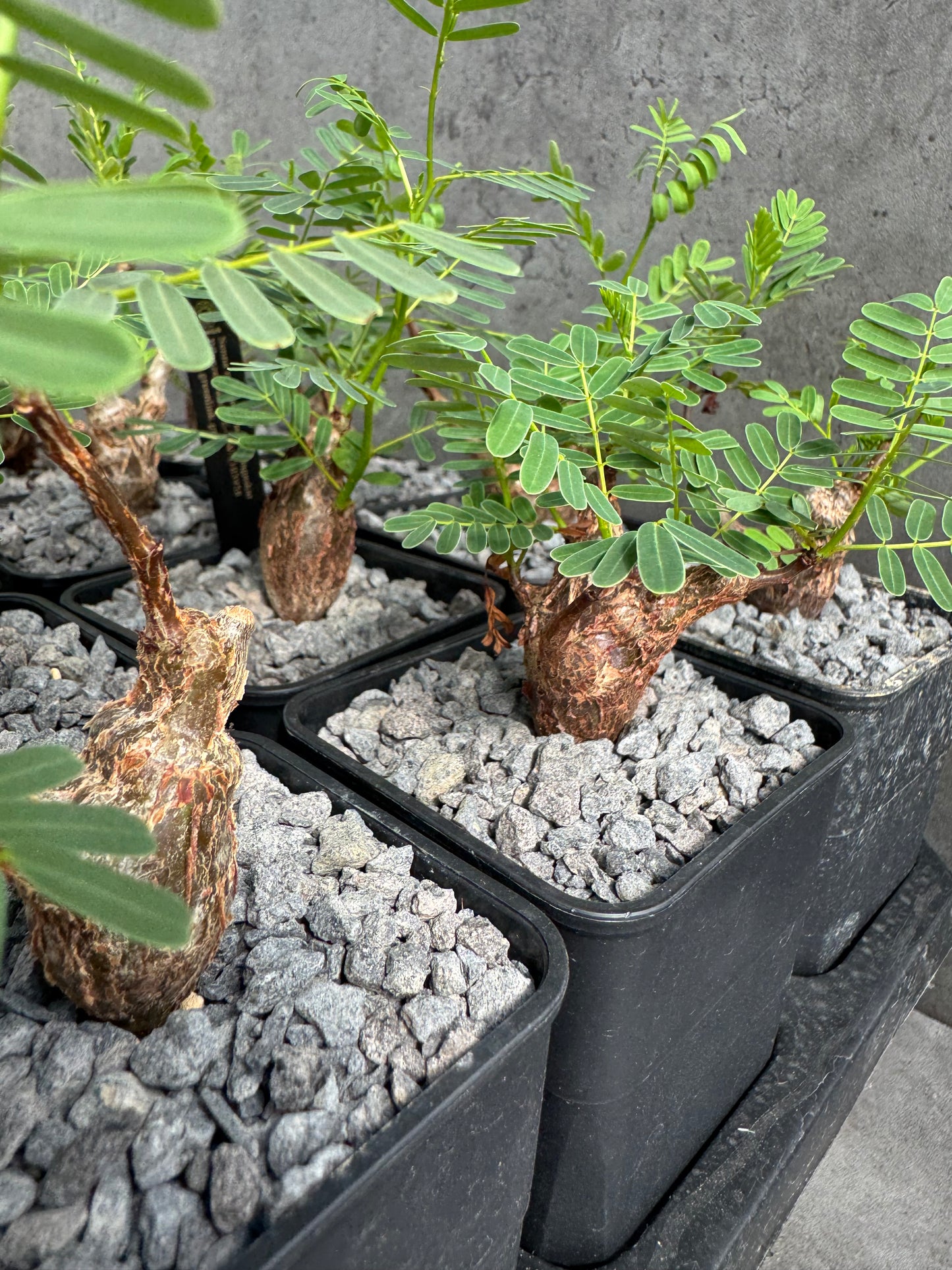 Senna meridionalis