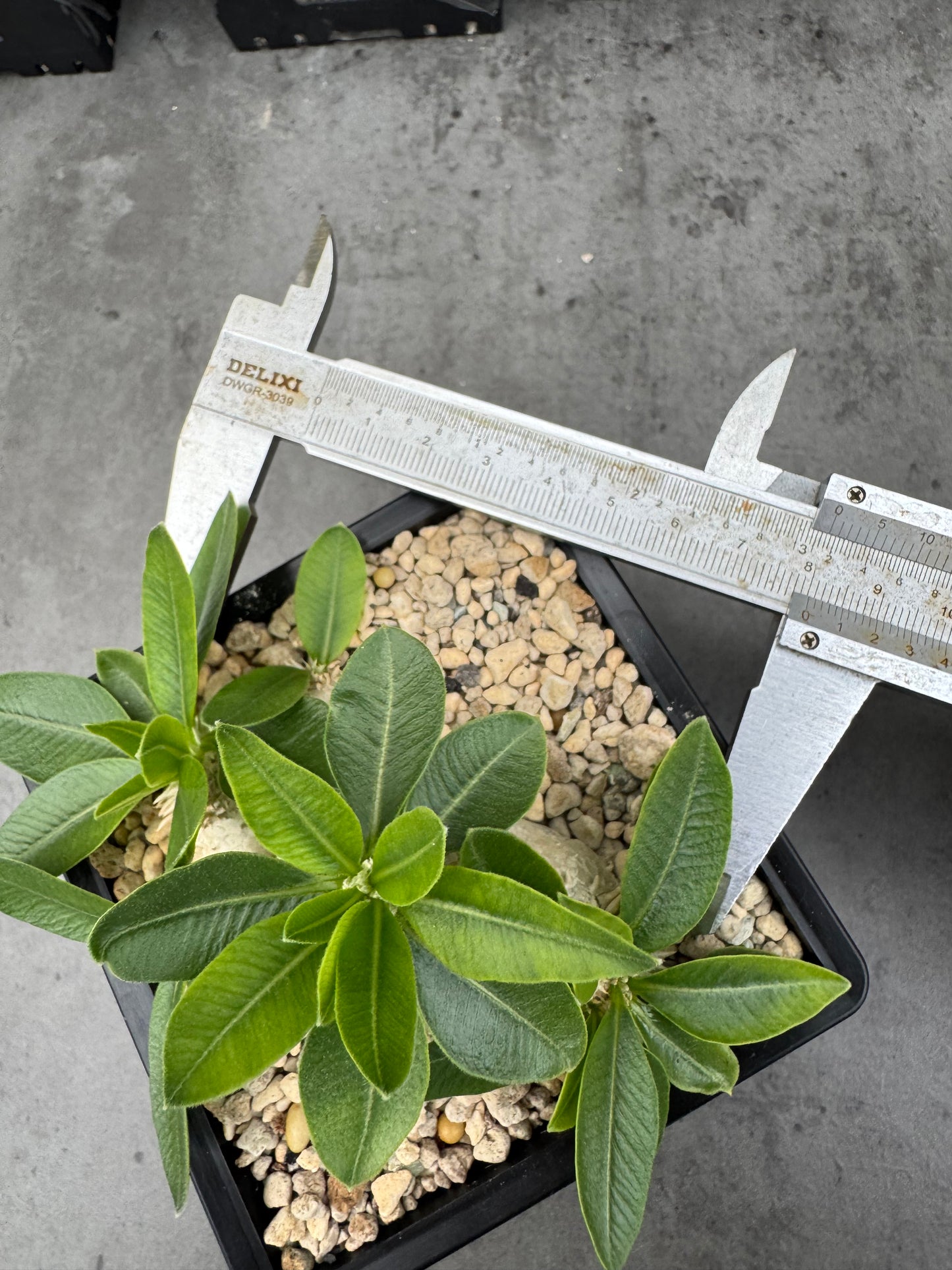 Pachypodium brevicaule großes Exemplar - wurzelecht