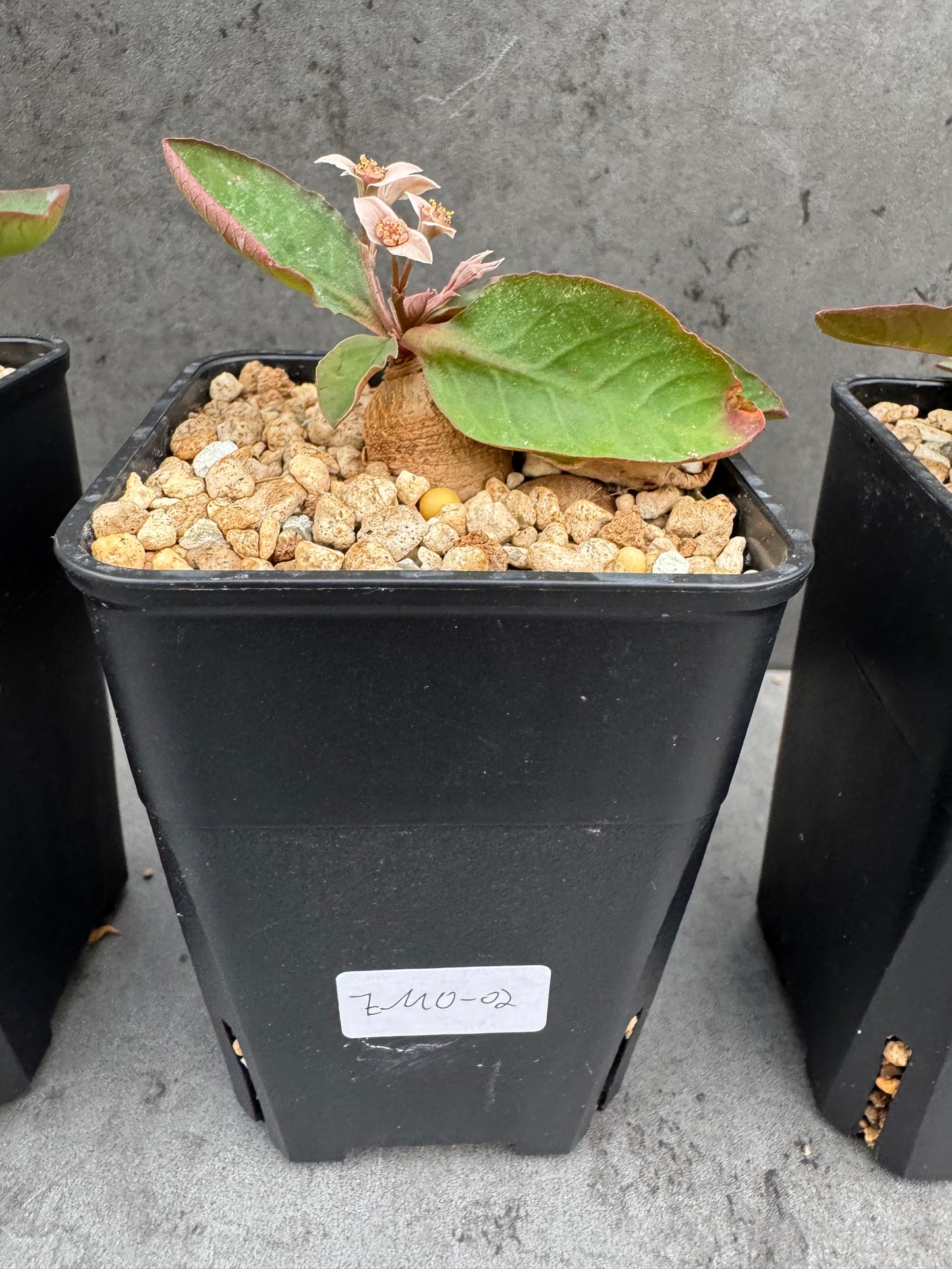 Euphorbia moratii - Rarität aus Madagaskar