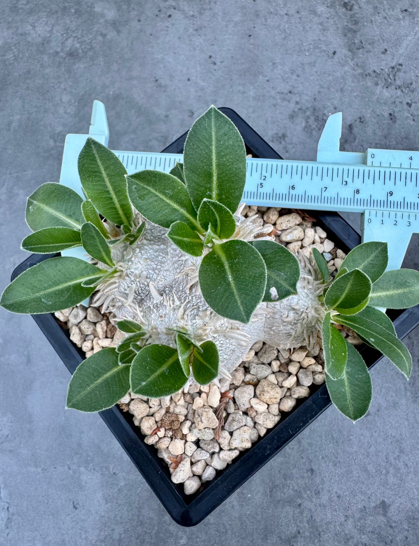 Pachypodium brevicaule – Kulturpflanzen aus deutscher Nachzucht - wurzelecht 8,5cm