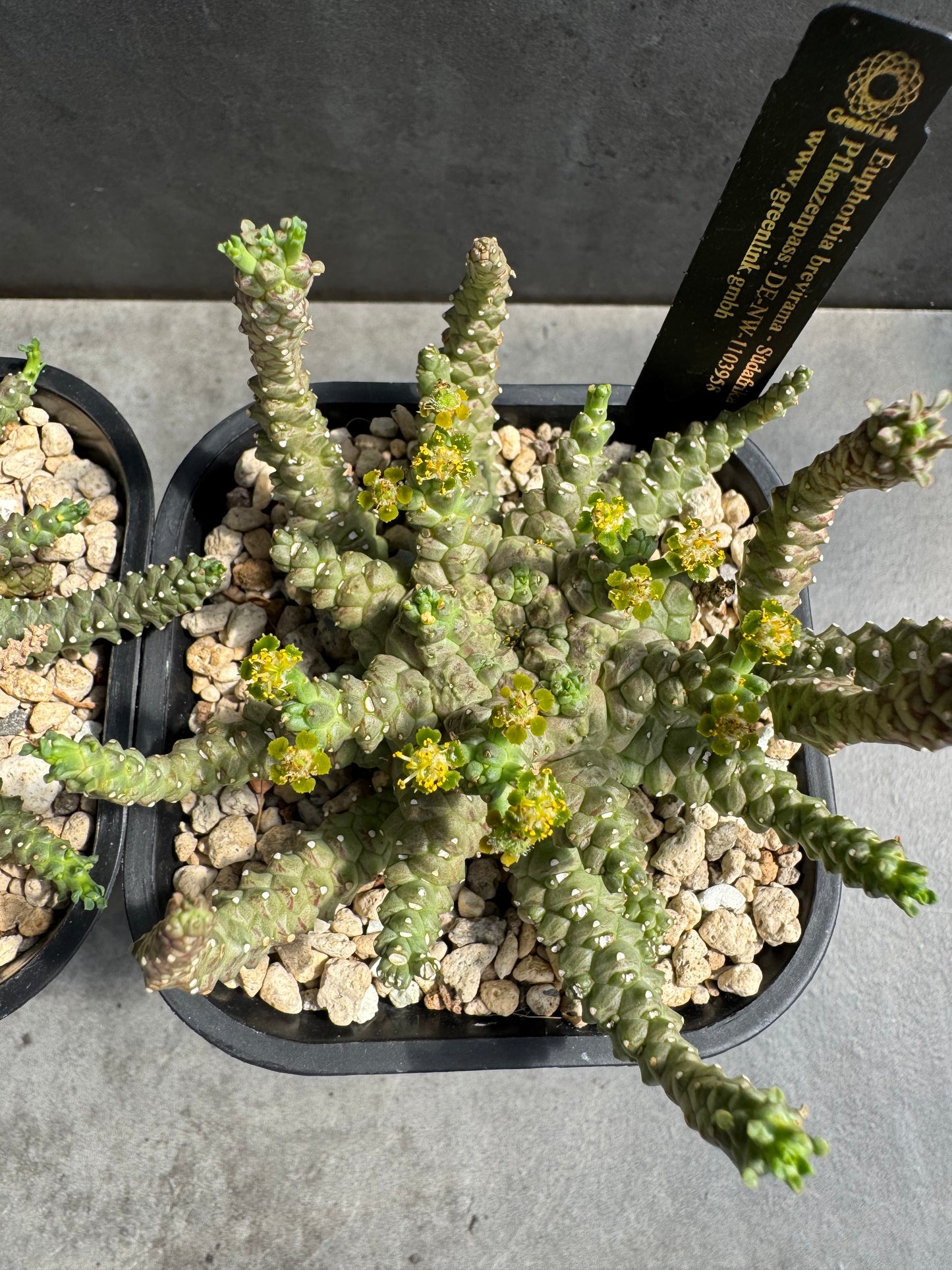 Euphorbia brevirama