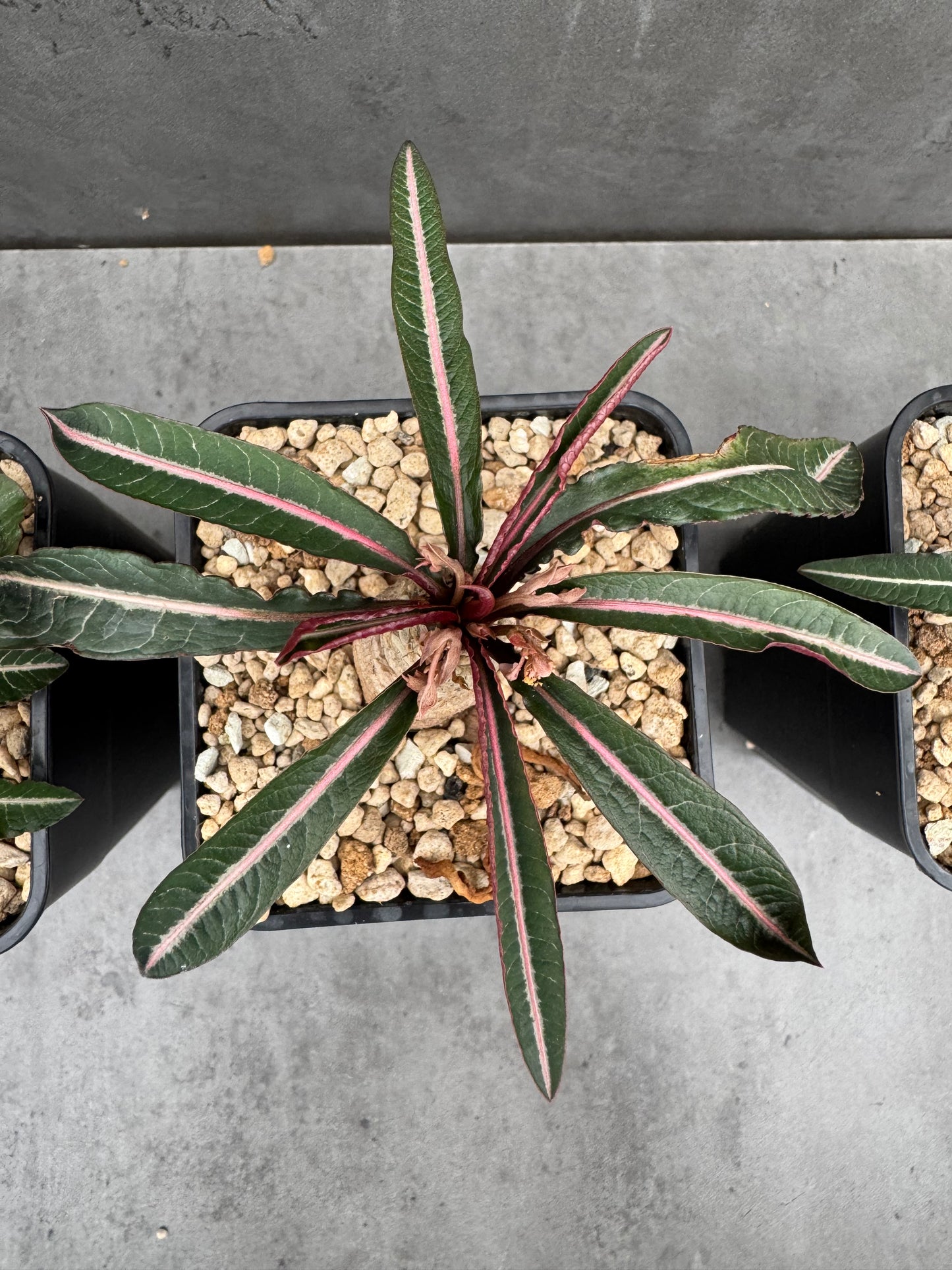 Euphorbia labatii