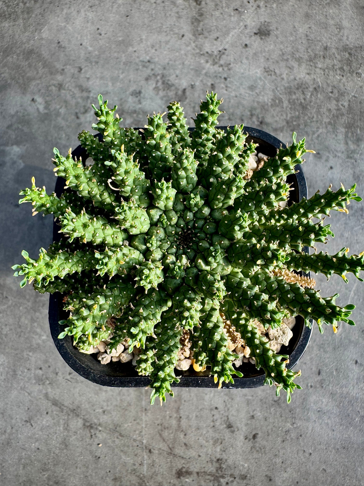 Euphorbia atroviridis