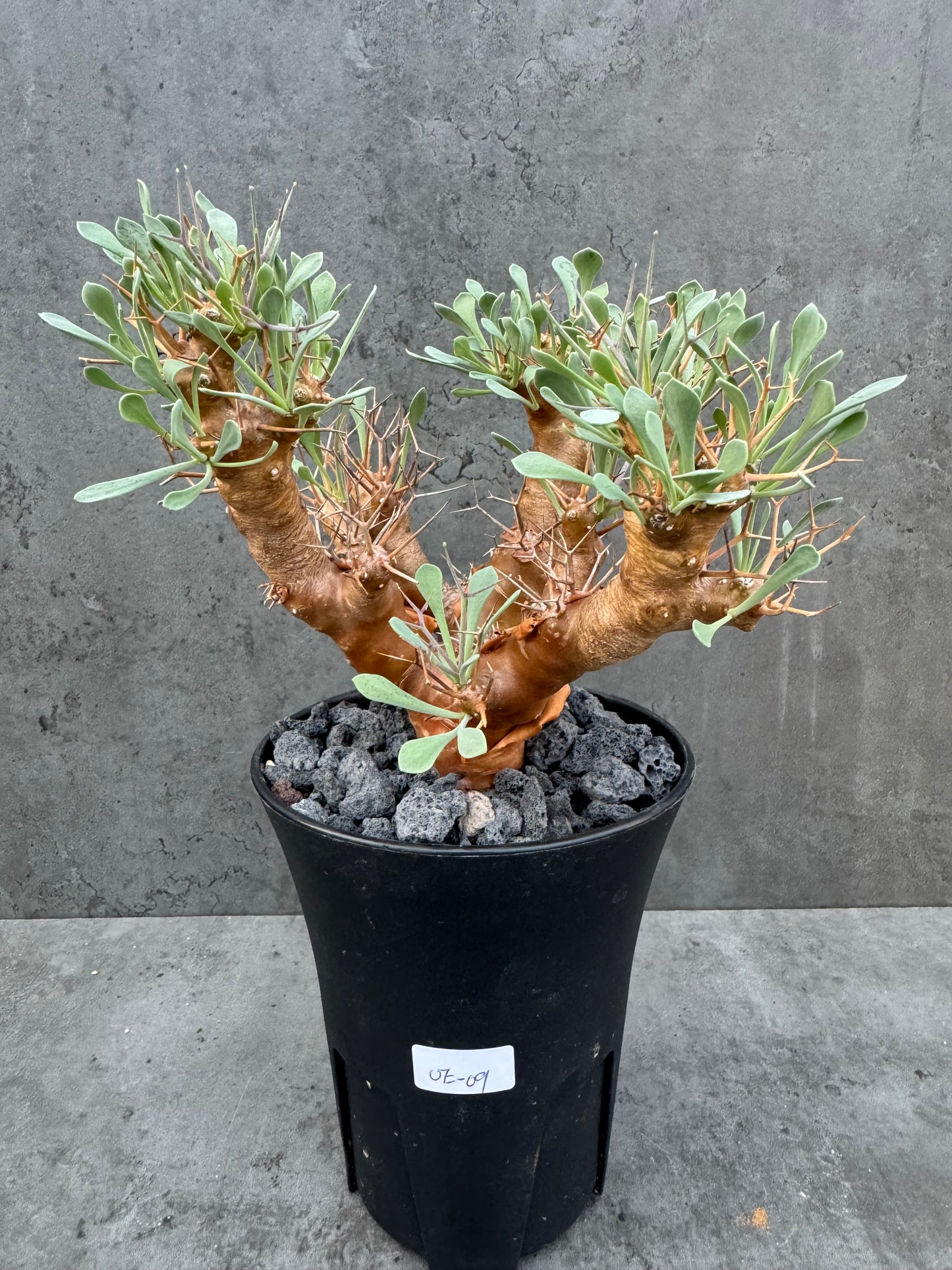 Othonna euphorbioides - große Pflanzen