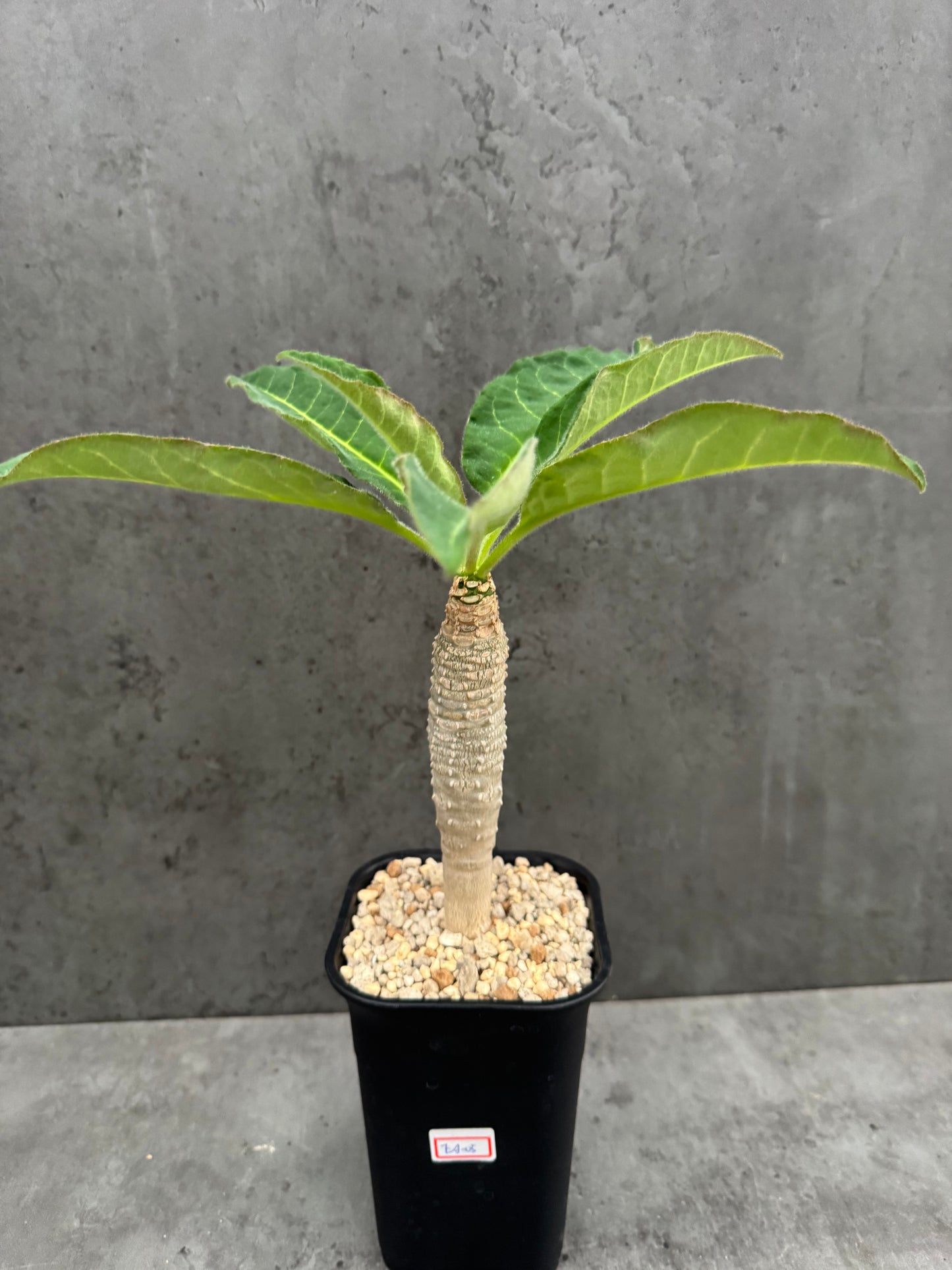 Euphorbia Ankarensis - Große Exemplare