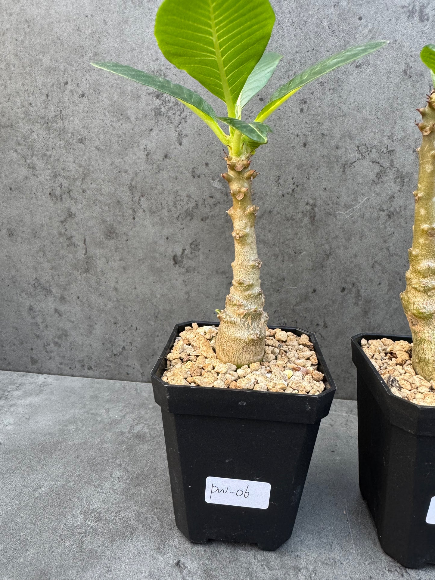 Pachypodium windsorii