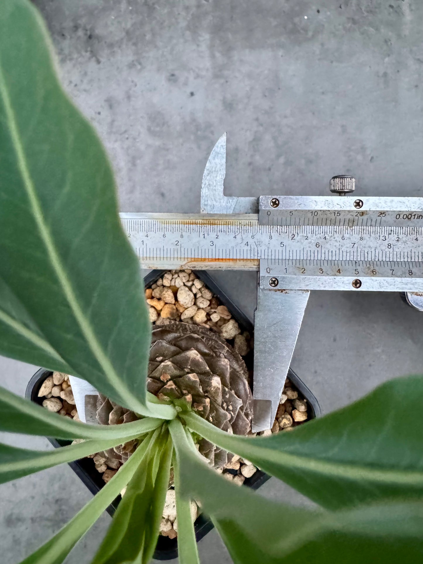 Euphorbia bupleurifolia – Exklusive Caudexpflanze mit Palmen- & Ananasoptik