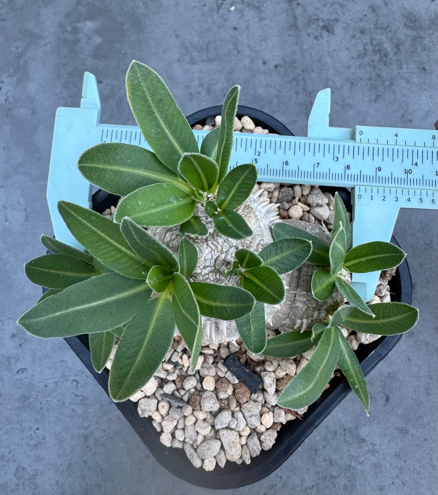 Pachypodium brevicaule – Kulturpflanzen aus deutscher Nachzucht - wurzelecht 8,5cm