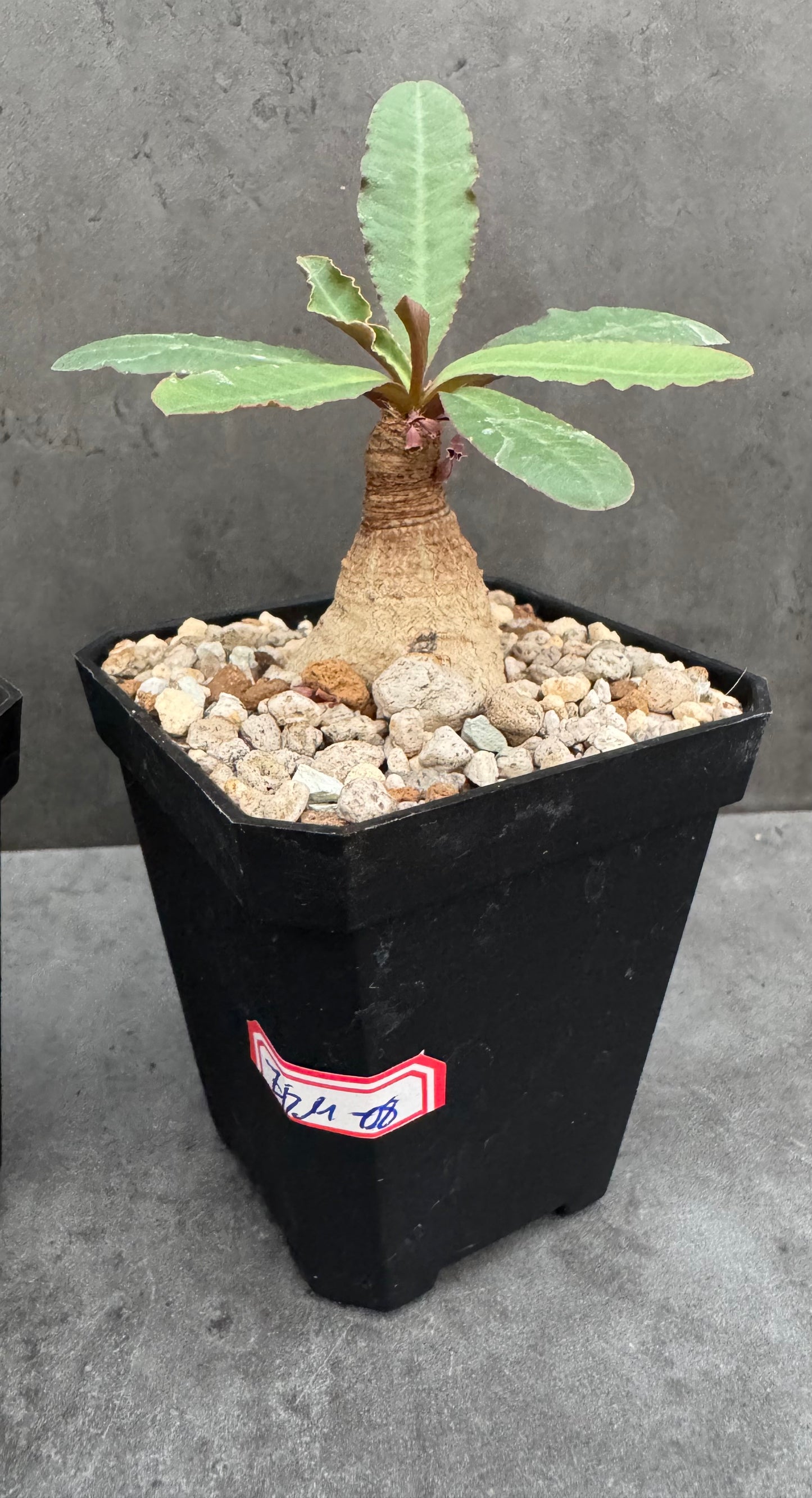 Euphorbia primulifolia