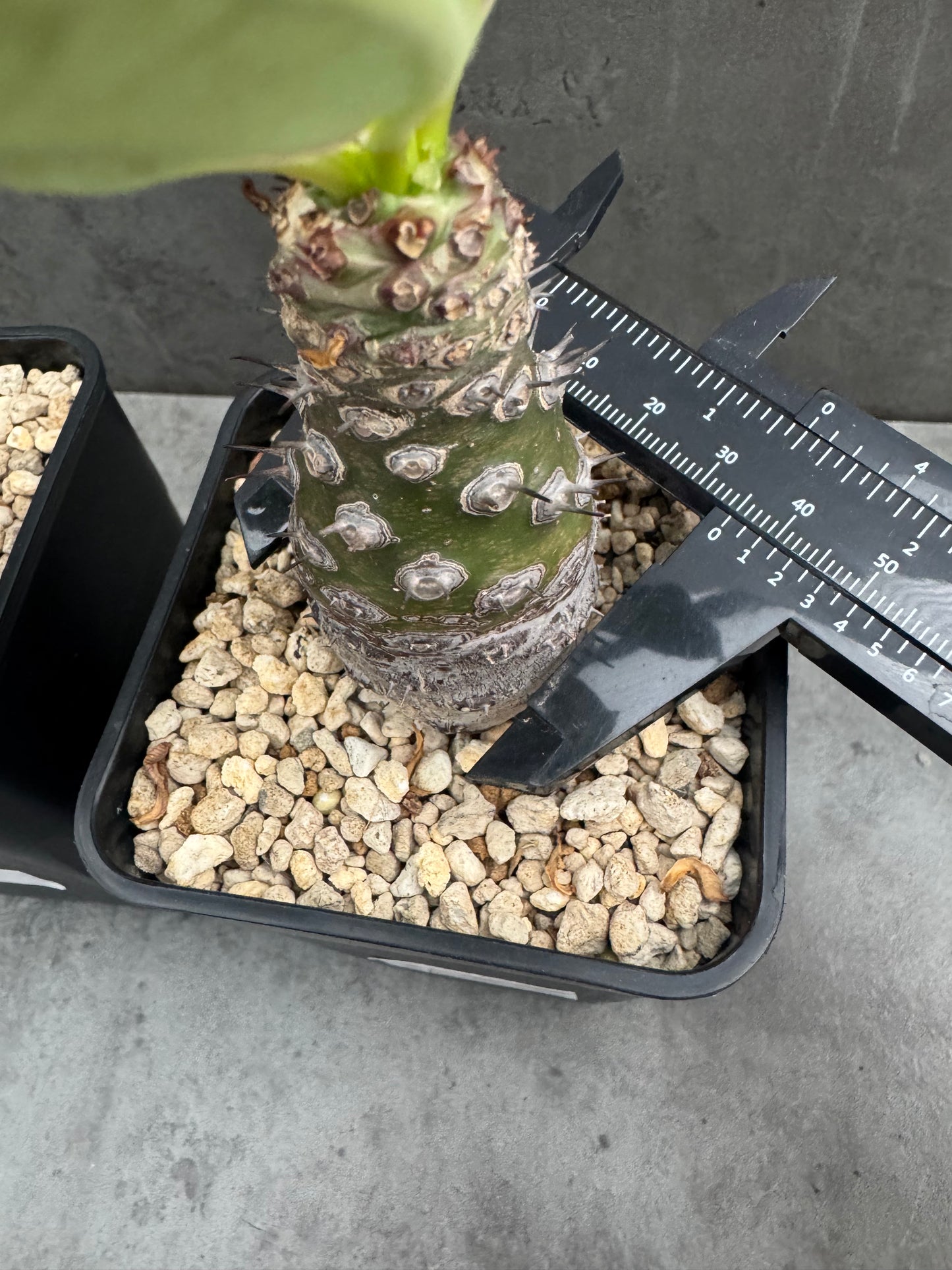 Euphorbia pachypodioides