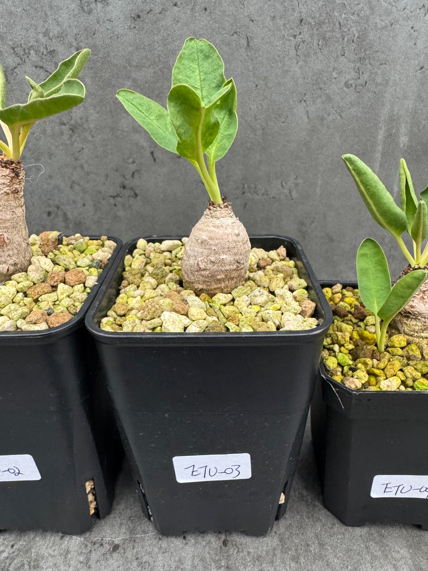 Euphorbia turberosa - Winterwachser