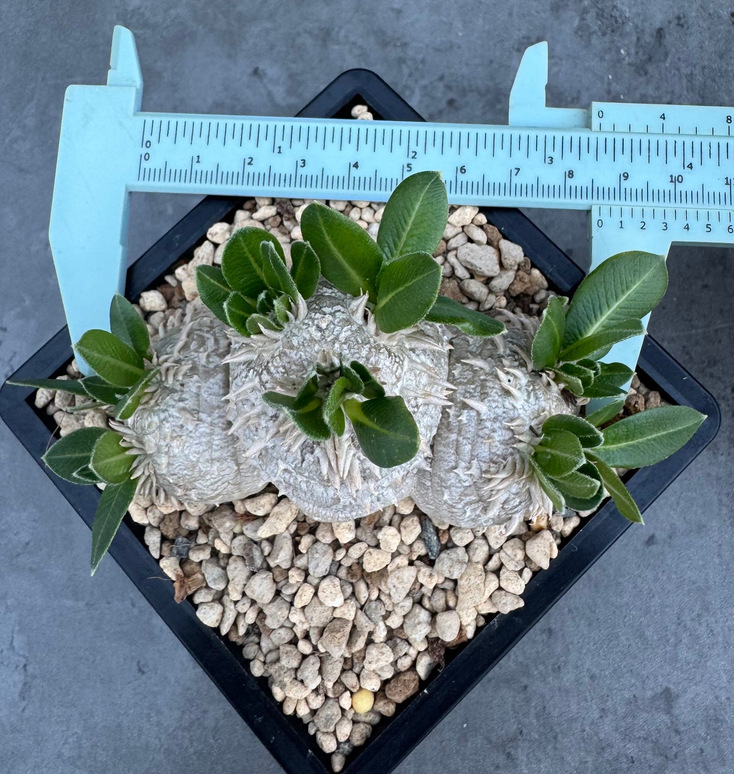 Pachypodium brevicaule – Kulturpflanzen aus deutscher Nachzucht - wurzelecht 8,5cm