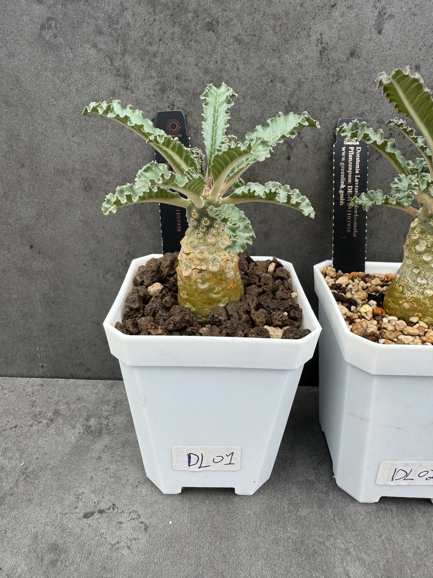 Dorstenia Lavrani