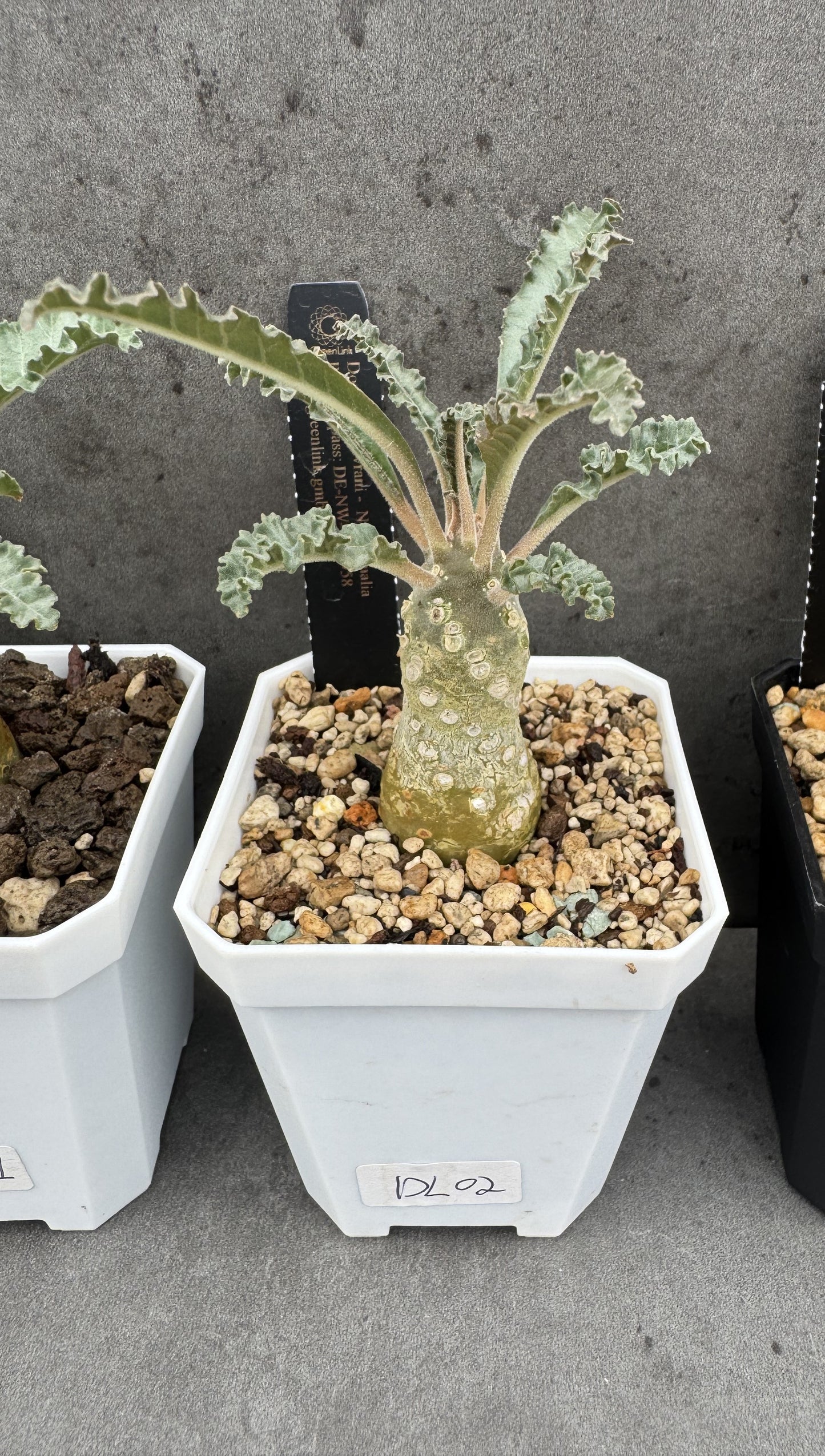 Dorstenia Lavrani