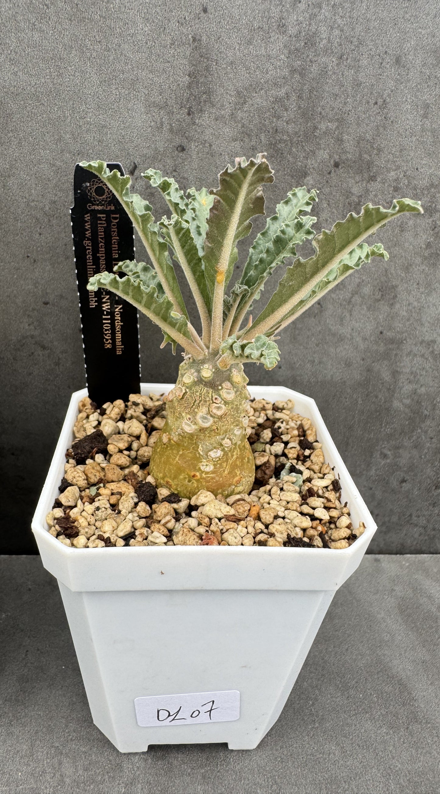 Dorstenia Lavrani