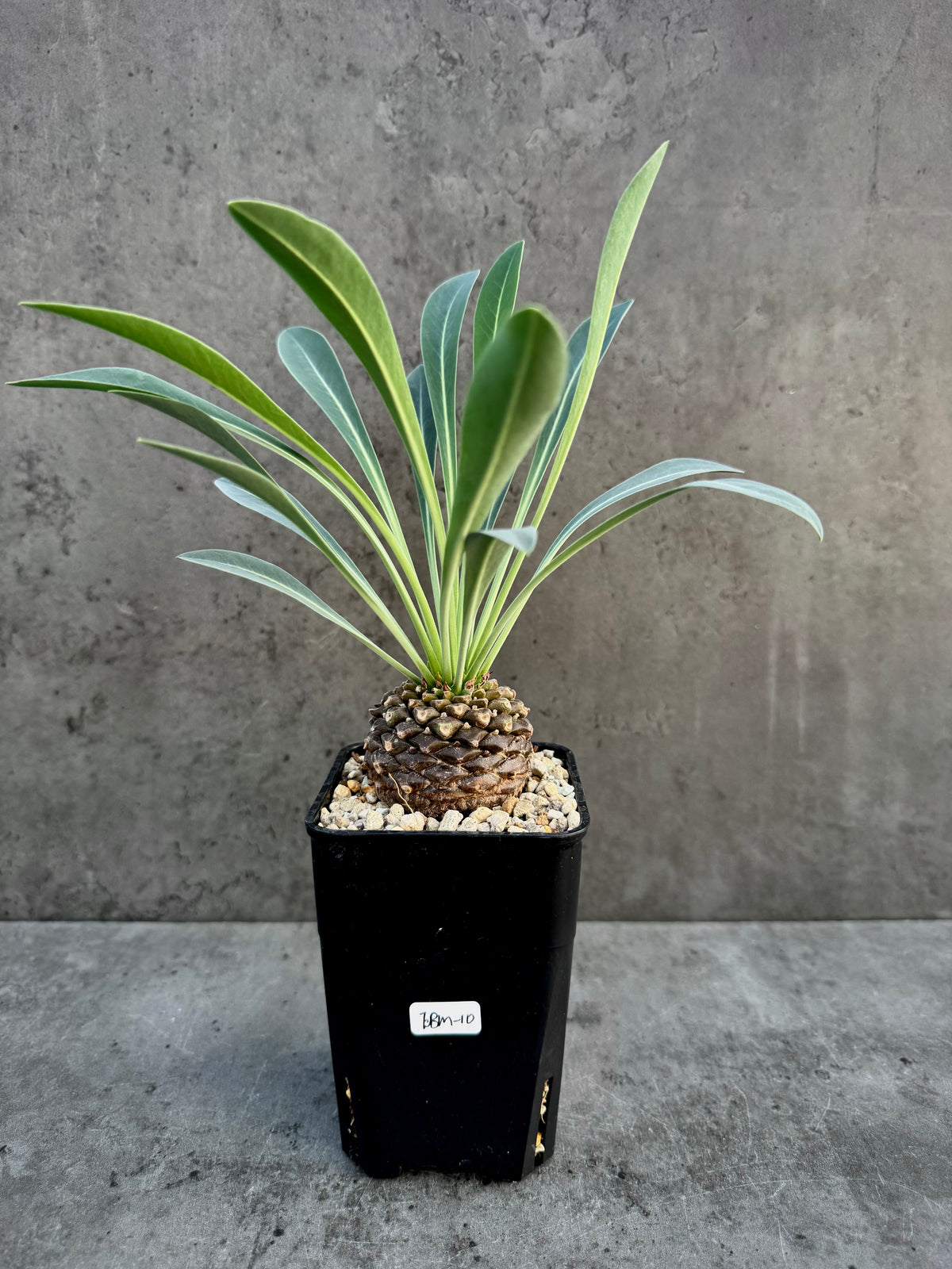 Euphorbia bupleurifolia- mittlere Größe