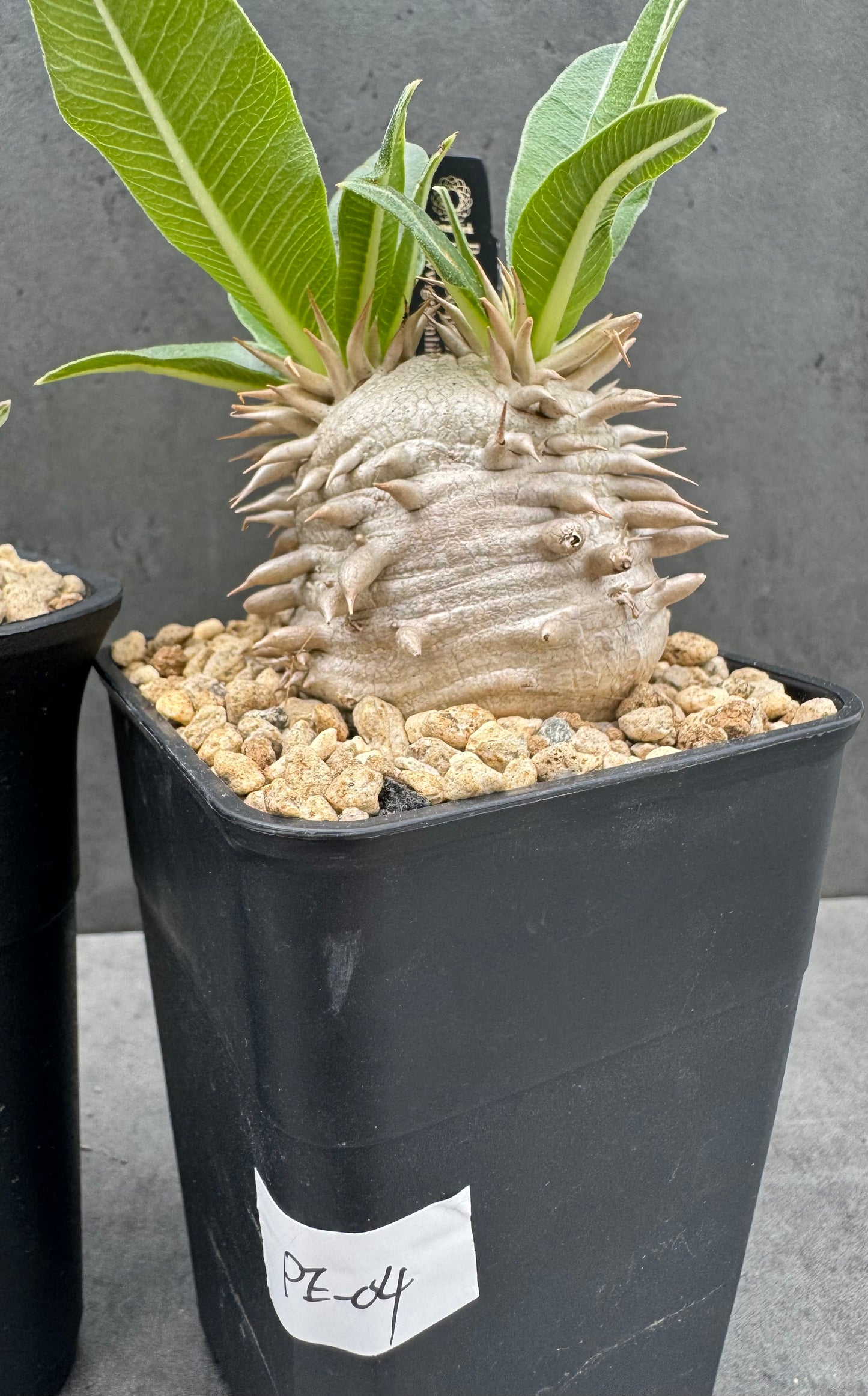 Pachypodium eburneum