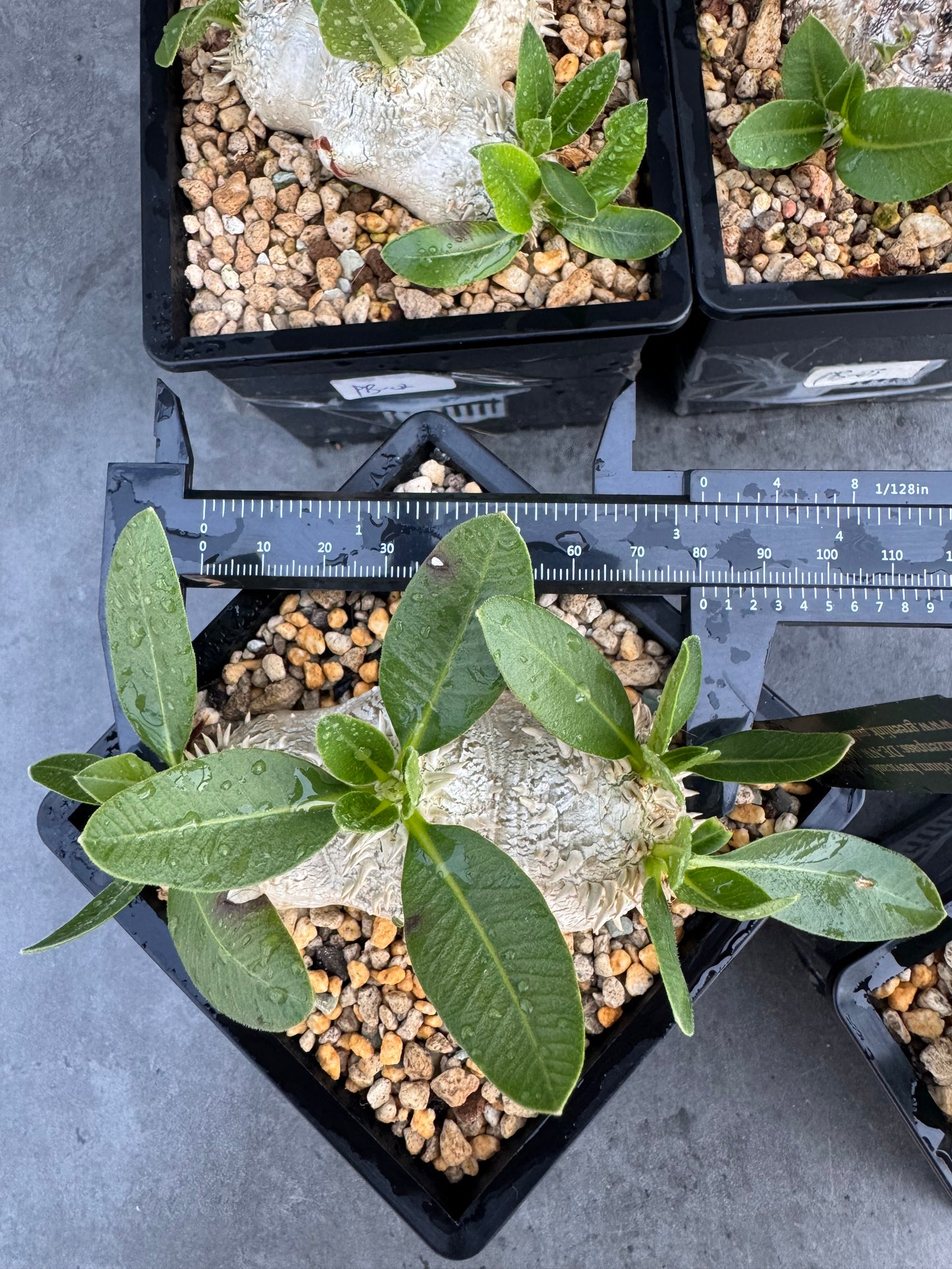 Pachypodium brevicaule – Seltene, steinartige Caudexpflanze aus Madagaskar, wurzelecht 7-8cm